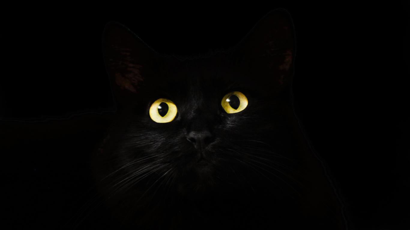 Download 1366x768 wallpaper black cat, muzzle, animal