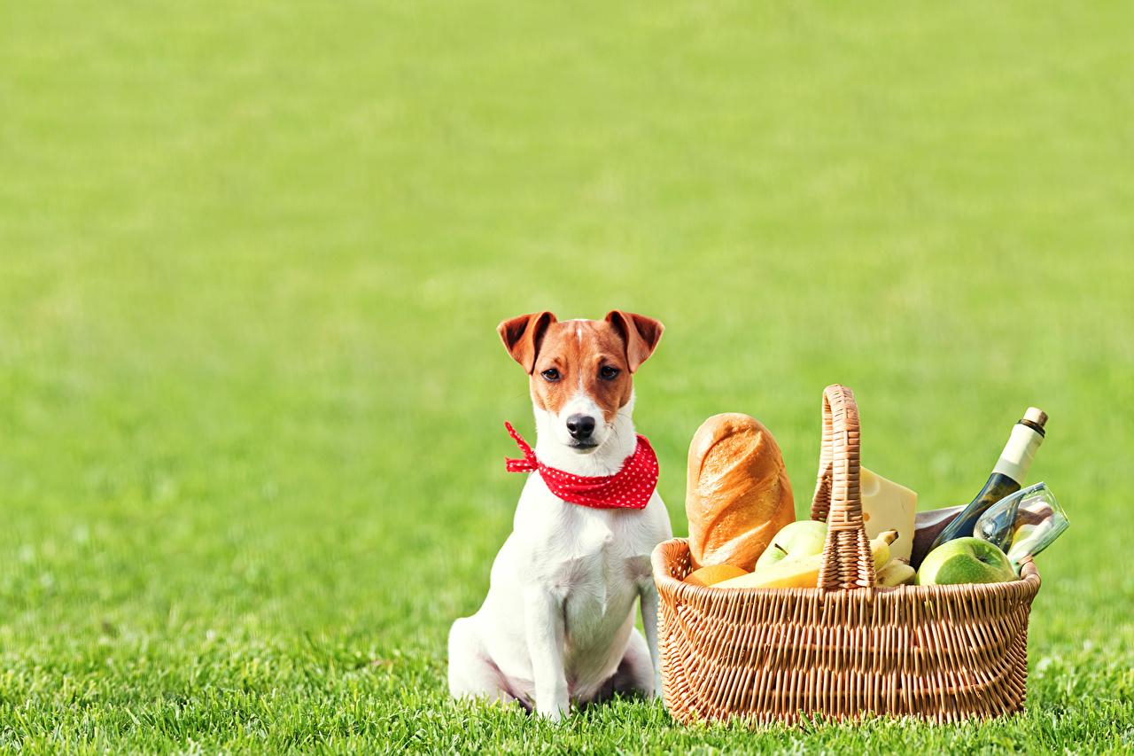 Desktop Wallpaper Jack Russell terrier Dogs Picnic Bread 1280x853
