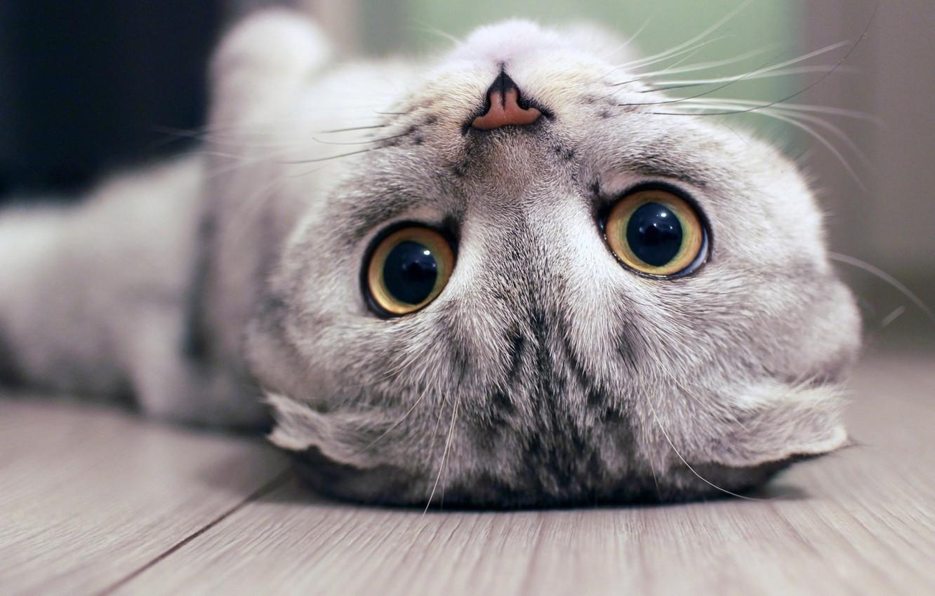 Wallpaper kitten, eyes, Cat, animal, mustache, nose, upside