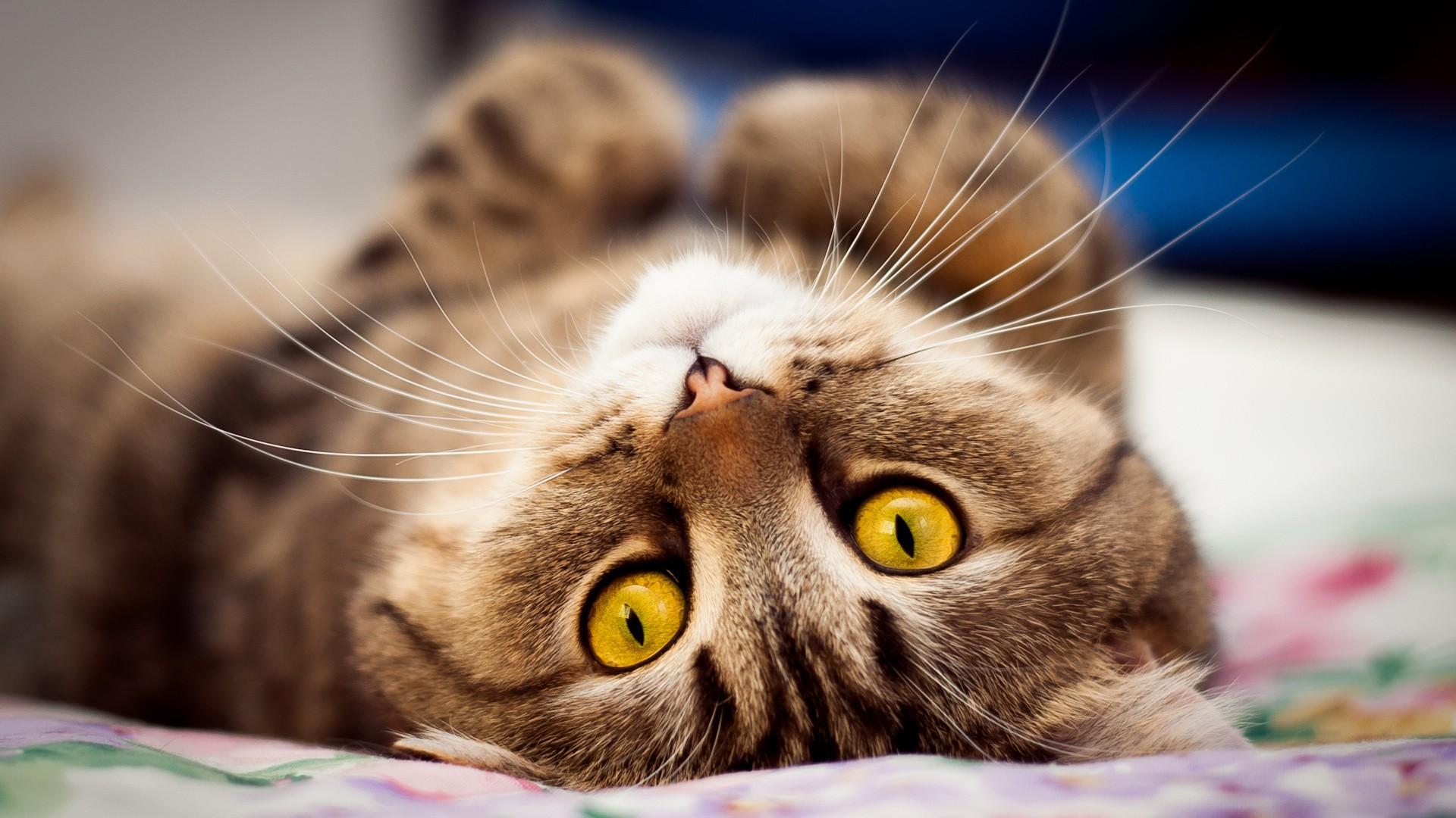 cats, animals, yellow eyes, upside down wallpaper