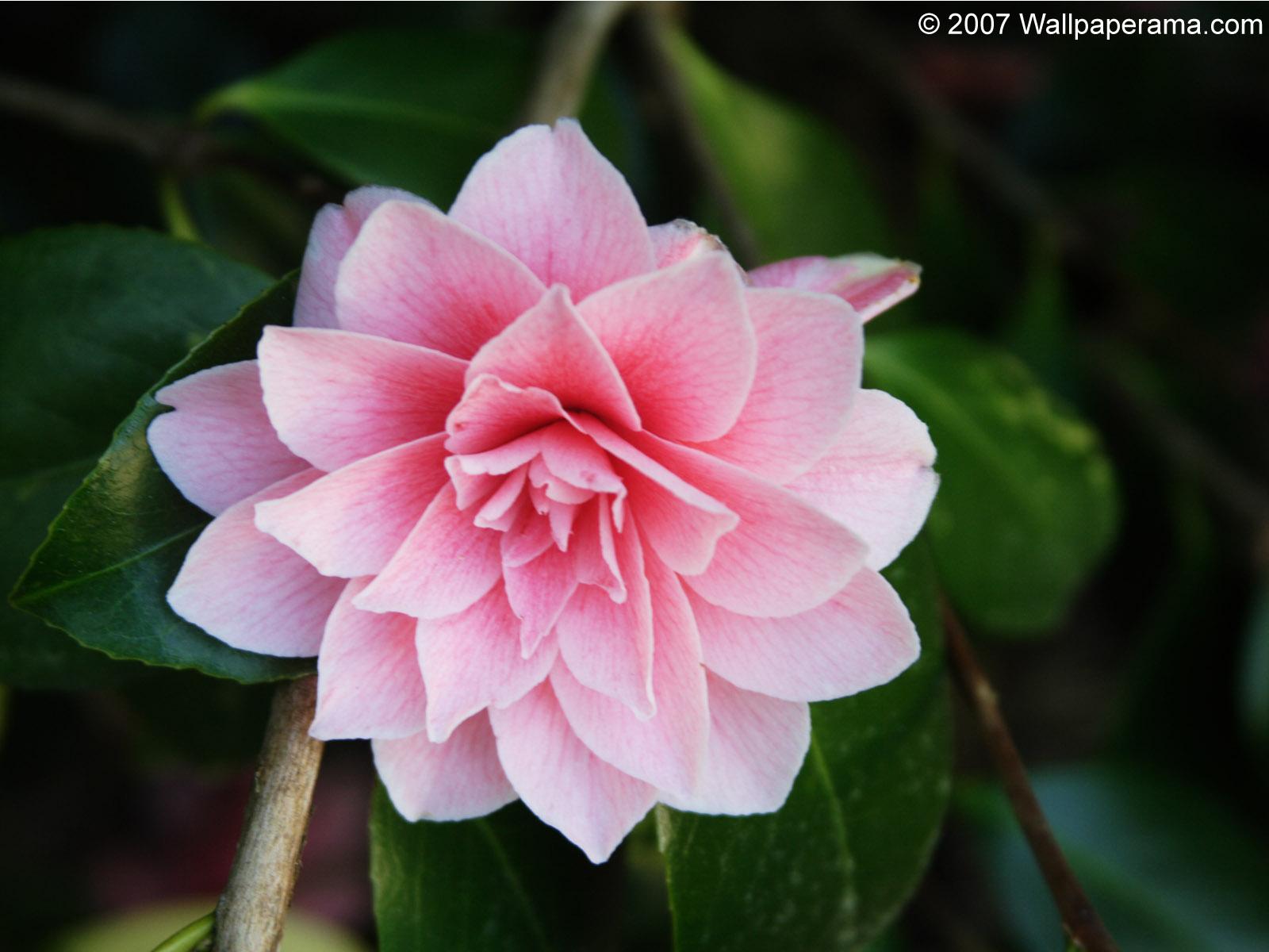 Trapped Flowers Wallpapers Wallpaper Cave