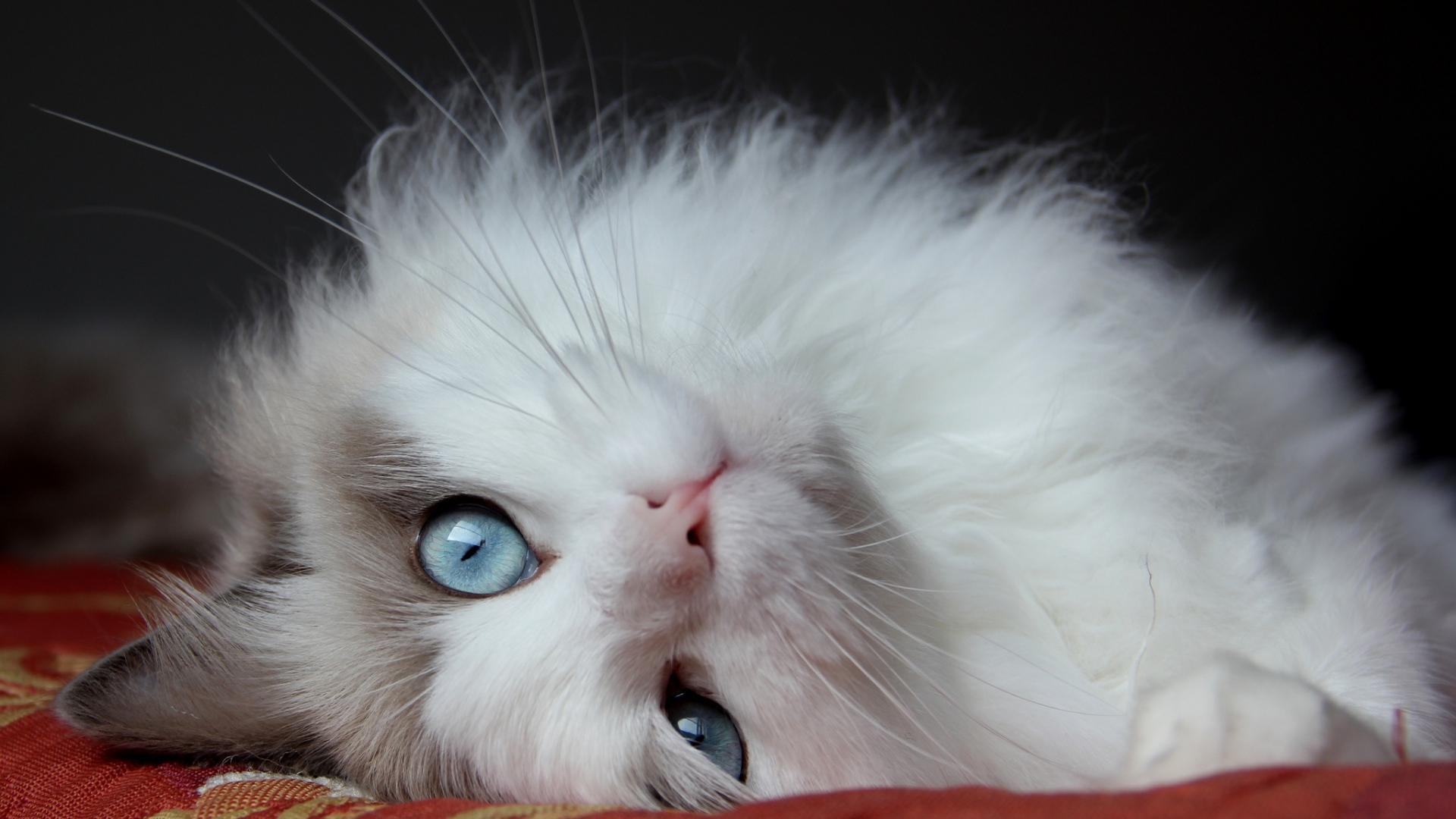 Full HD Wallpaper cat muzzle fluffy blue eyes upside down