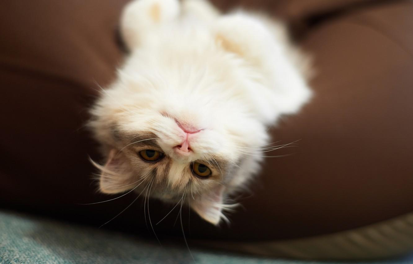 Wallpaper cat, cat, stay, fluffy, pillow, upside down, lying