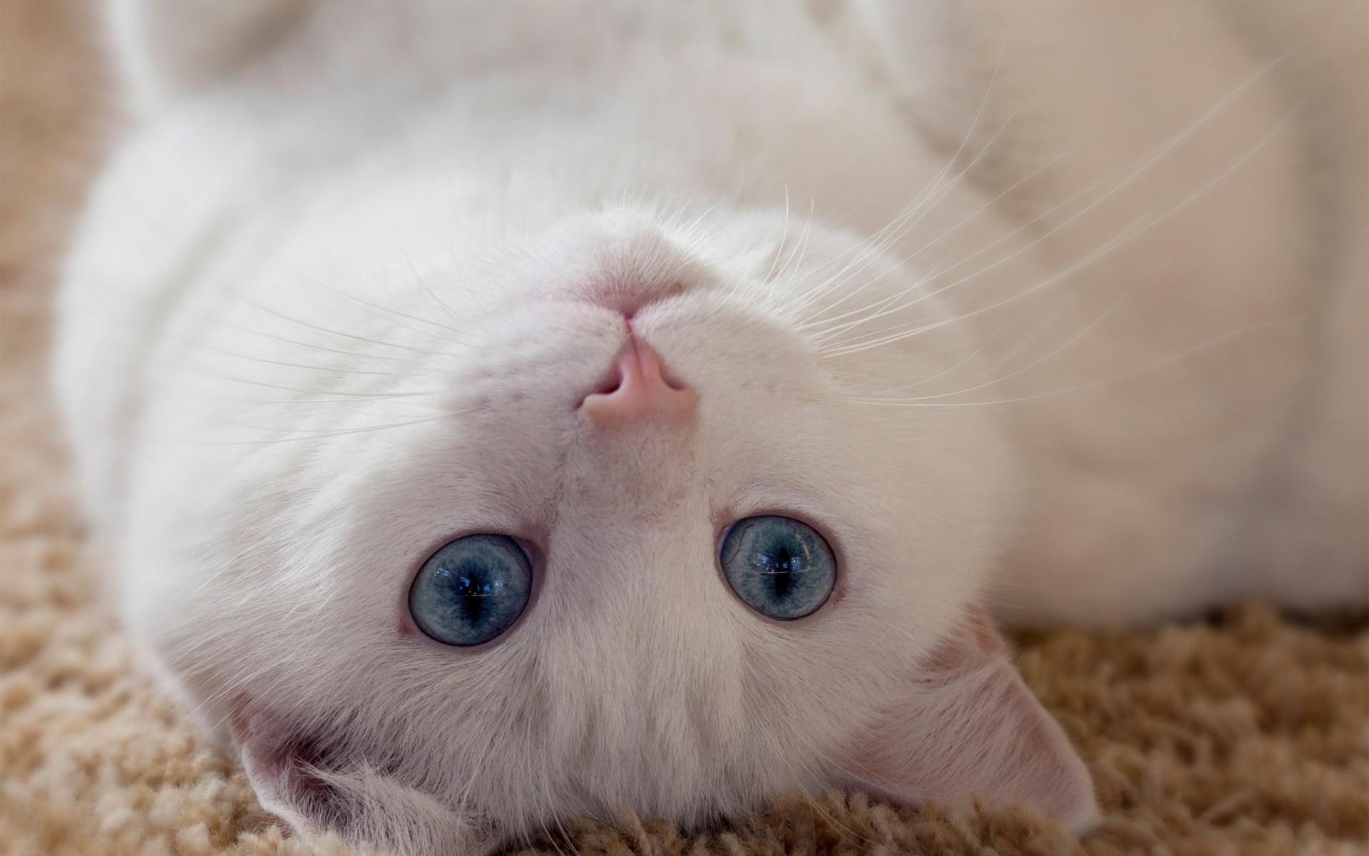 Short Fur White Cat, Cat, Upside Down, Carpets, Blue Eyes HD