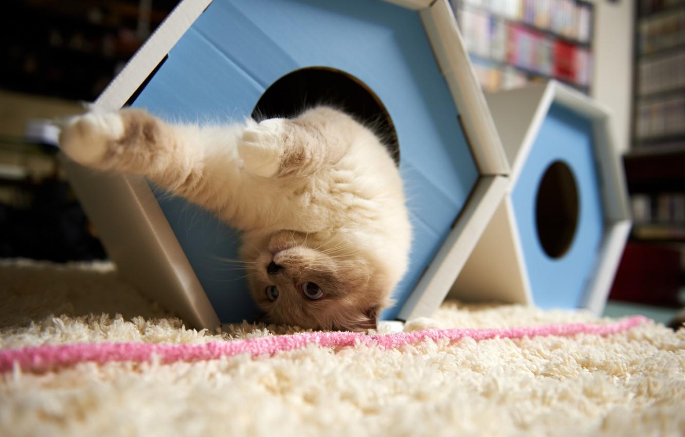 Wallpaper cat, carpet, the game, house, upside down image