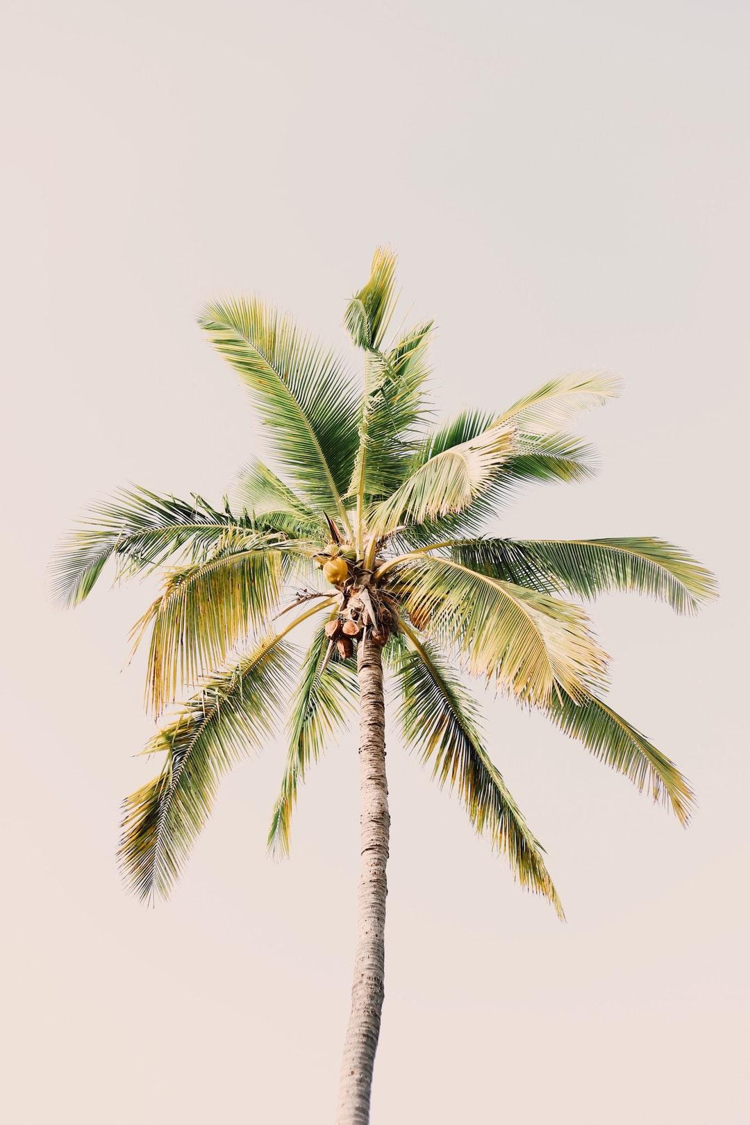 Palm Tree Image: Download HD Picture & Photo