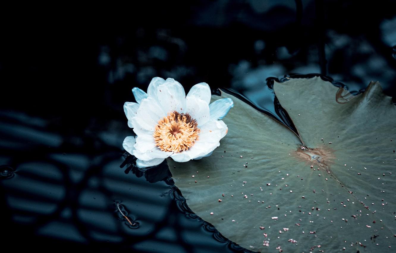 Wallpapers white, flower, water, flowers, plant, lily, blur