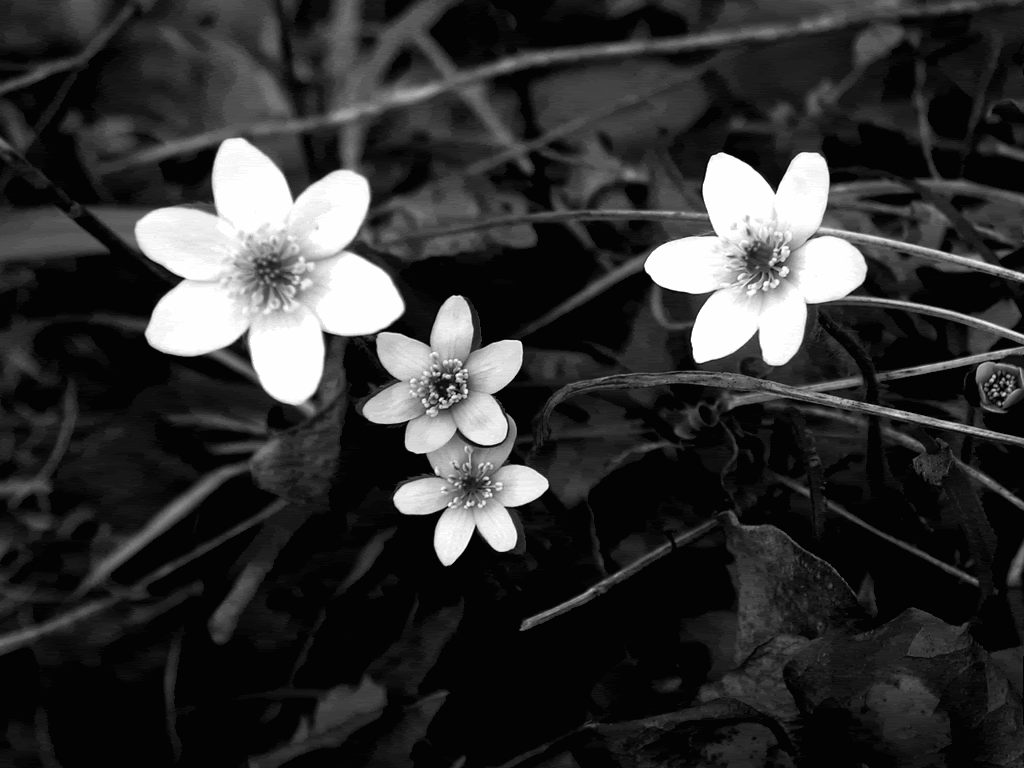 Stunning Widescreen Flowers Black And White Wallpaper « Pin