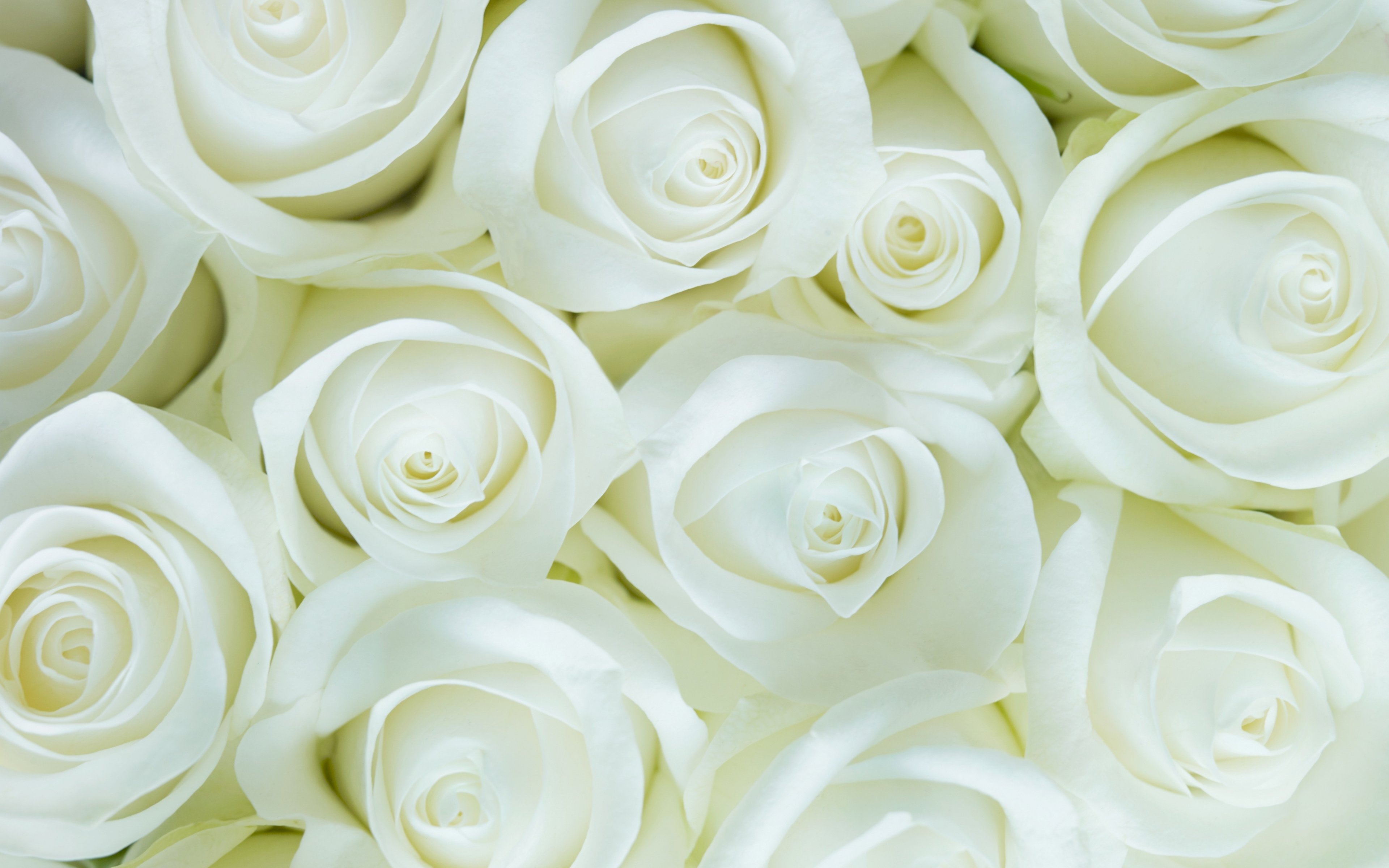 Download 3840x2400 wallpapers white roses, decorations