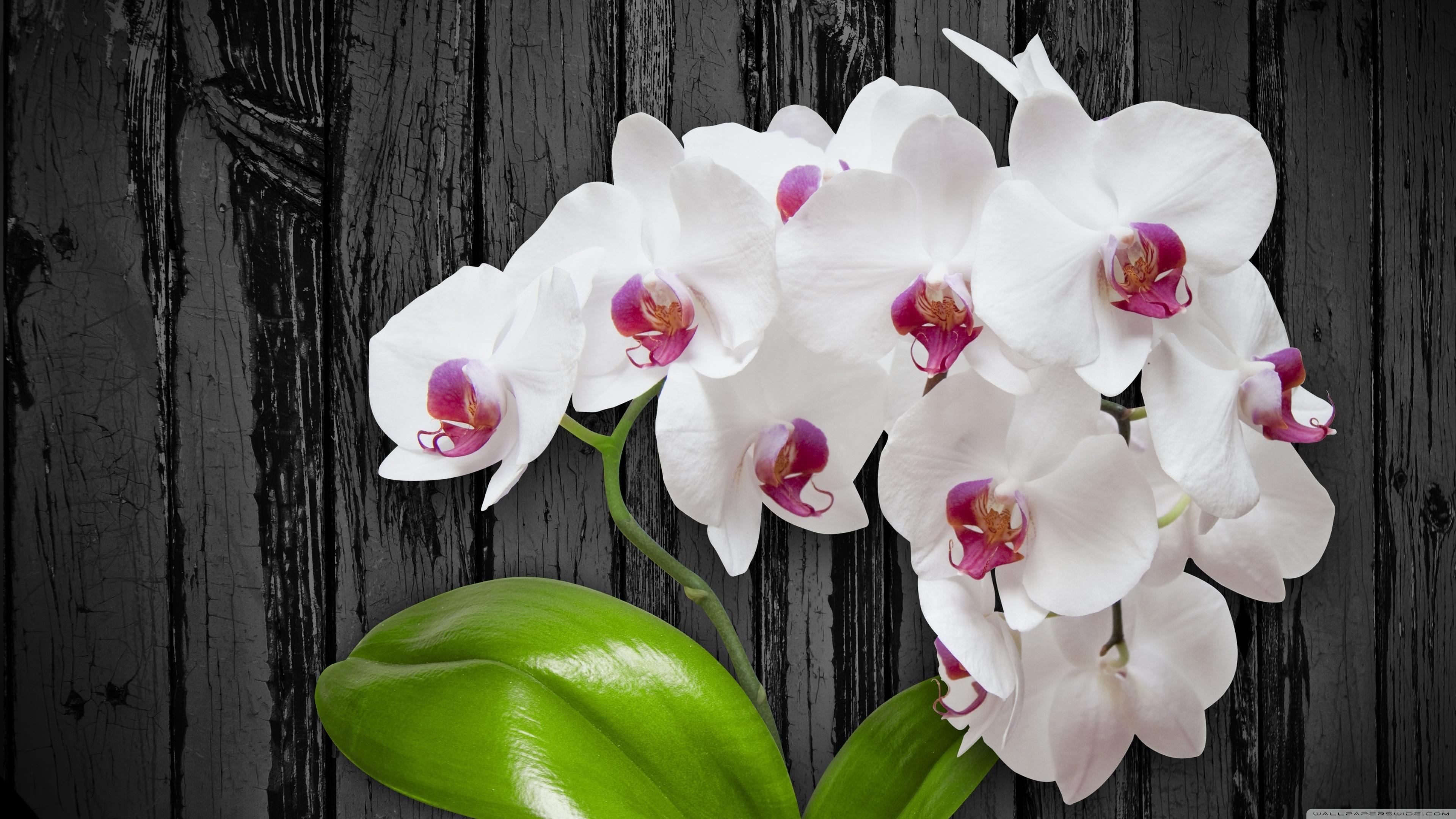 31+] Orchid Flower 4K Wallpapers