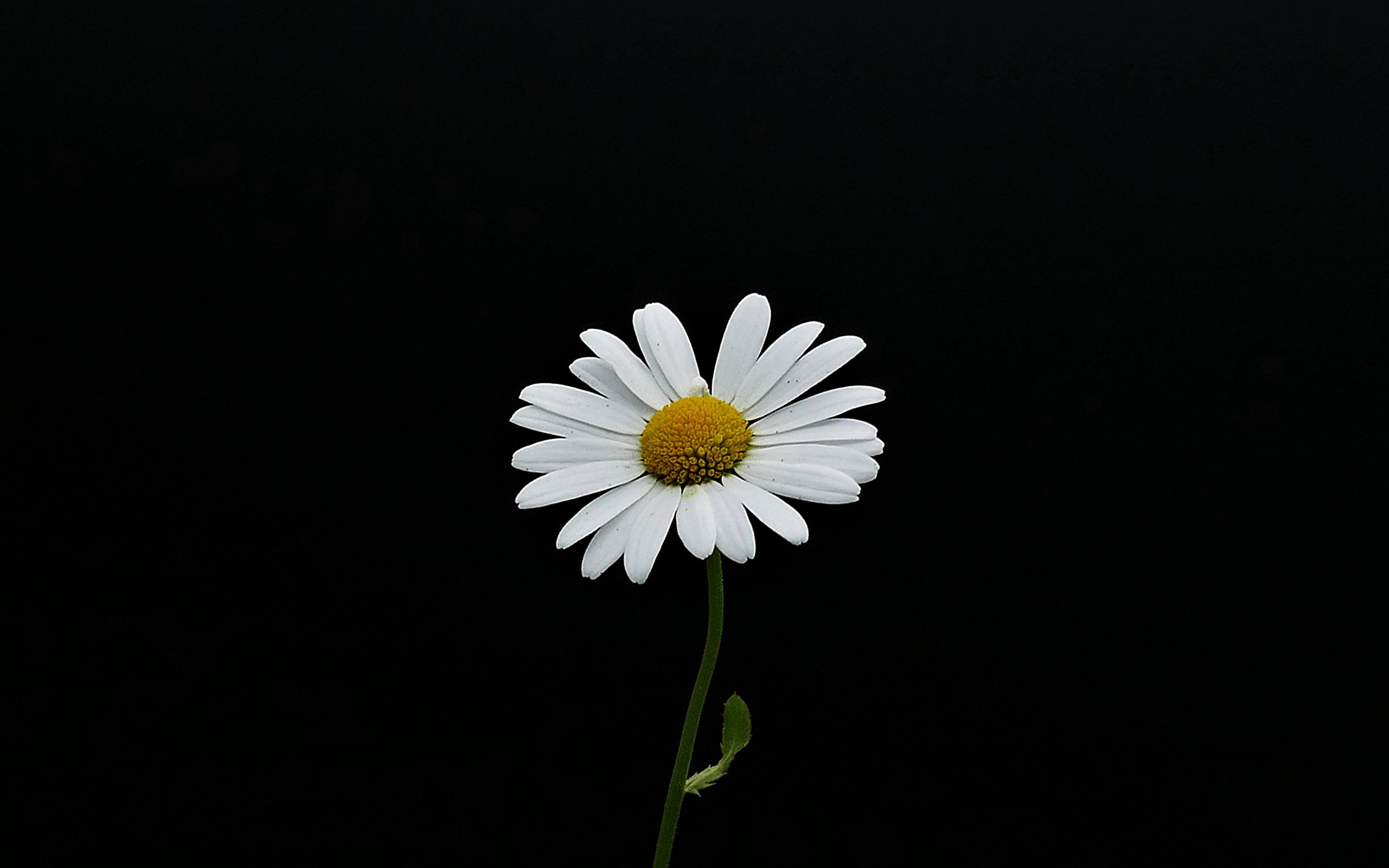 Download 3840x2400 wallpapers portrait, white flower, minimal