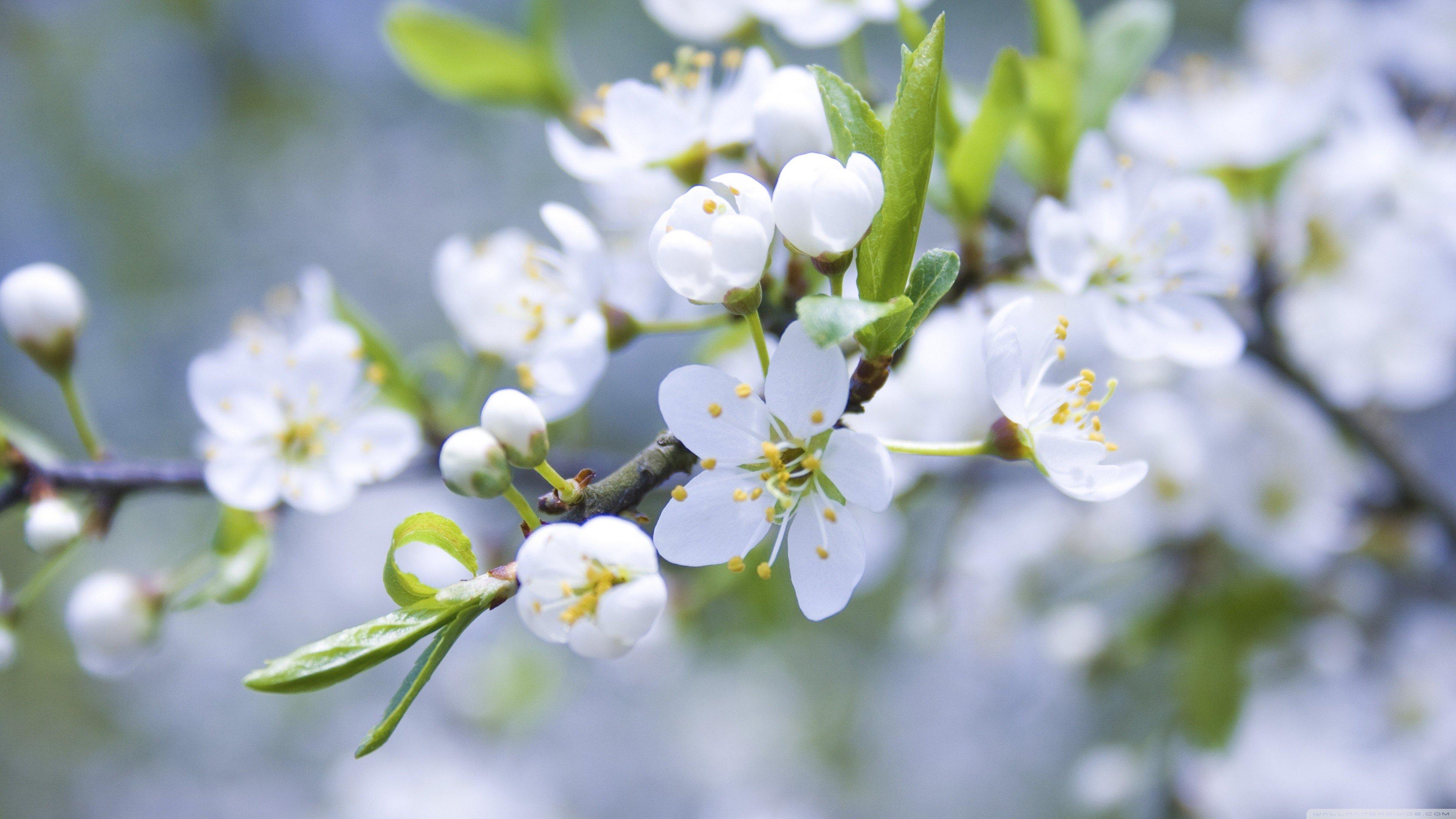 White Spring Flowers wallpapers