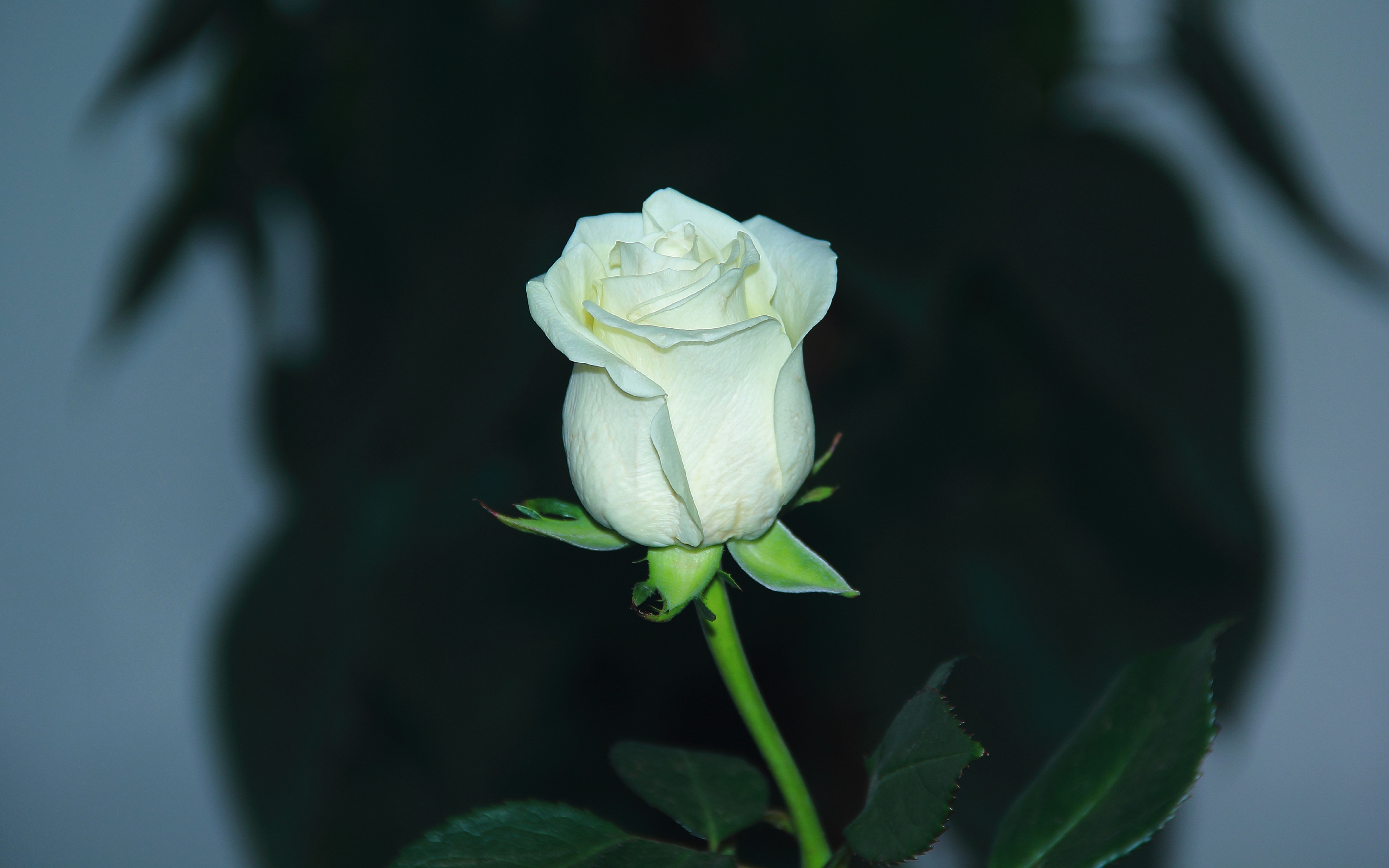 Download 3840x2400 wallpapers white rose, bud, flower