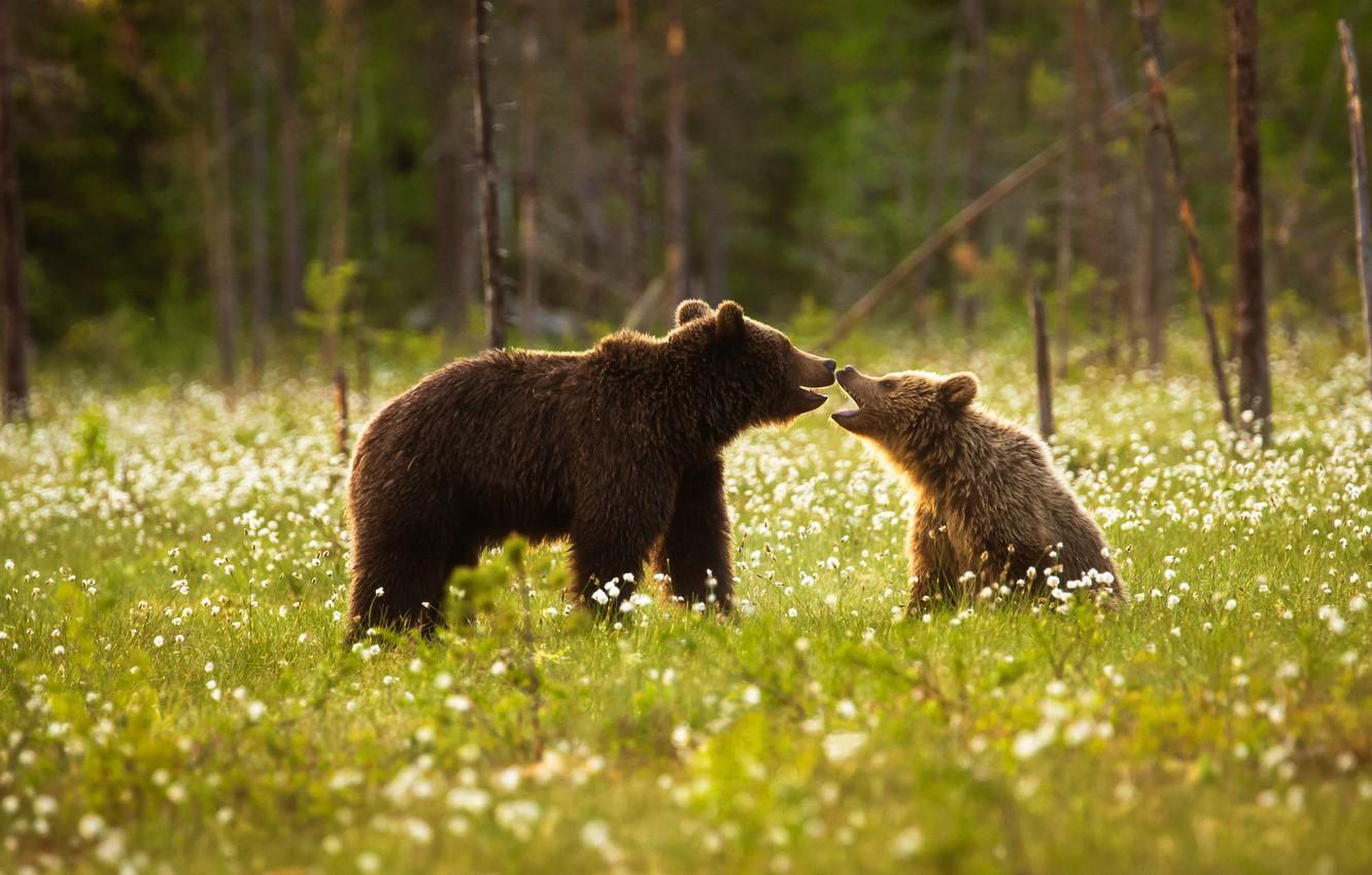 Wallpaper forest, summer, grass, trees, flowers, glade, bears, bear, cub, lawn, two, bear, mother, communication, two bears image for desktop, section животные