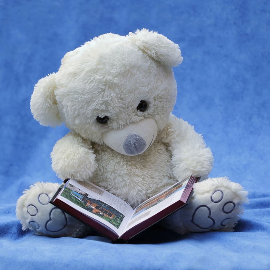 HD wallpaper: white teddy bear with brown book, still life, read