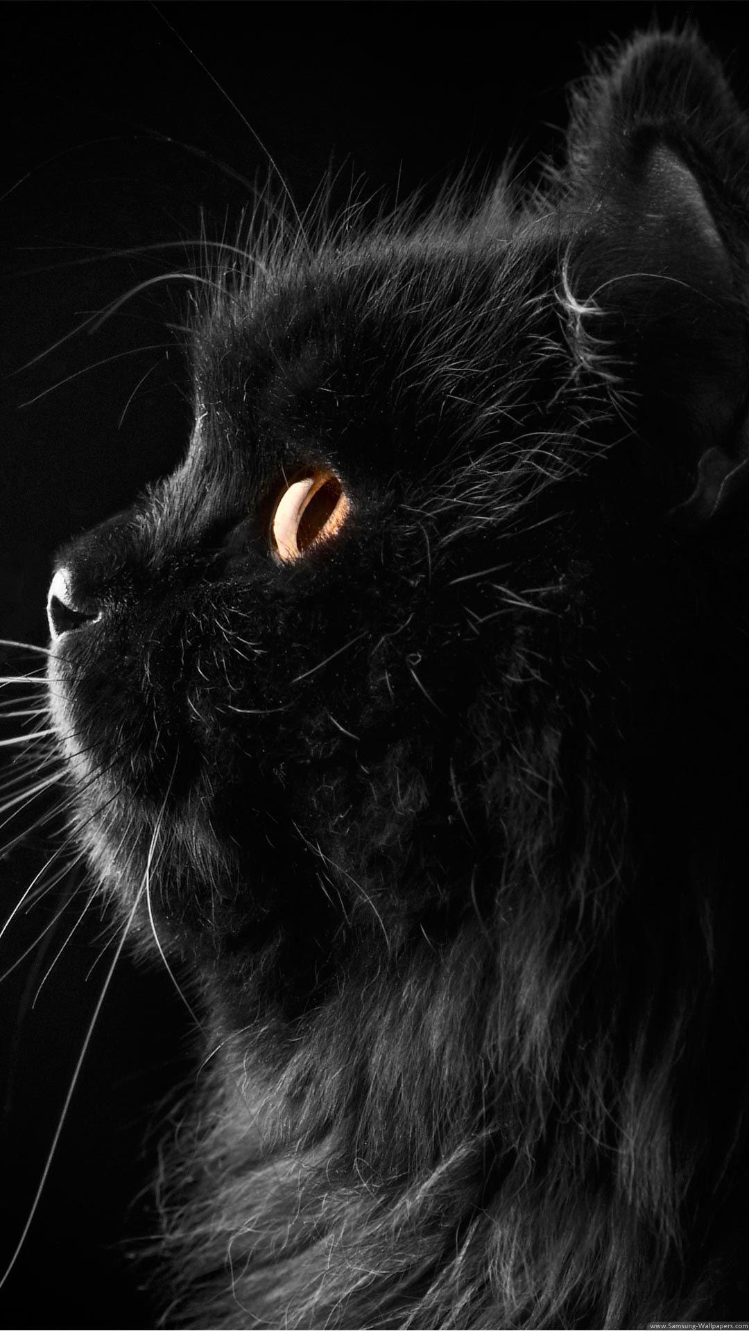 Cute Black Cat Desktop Samsung Galaxy S4 Active Wallpaper