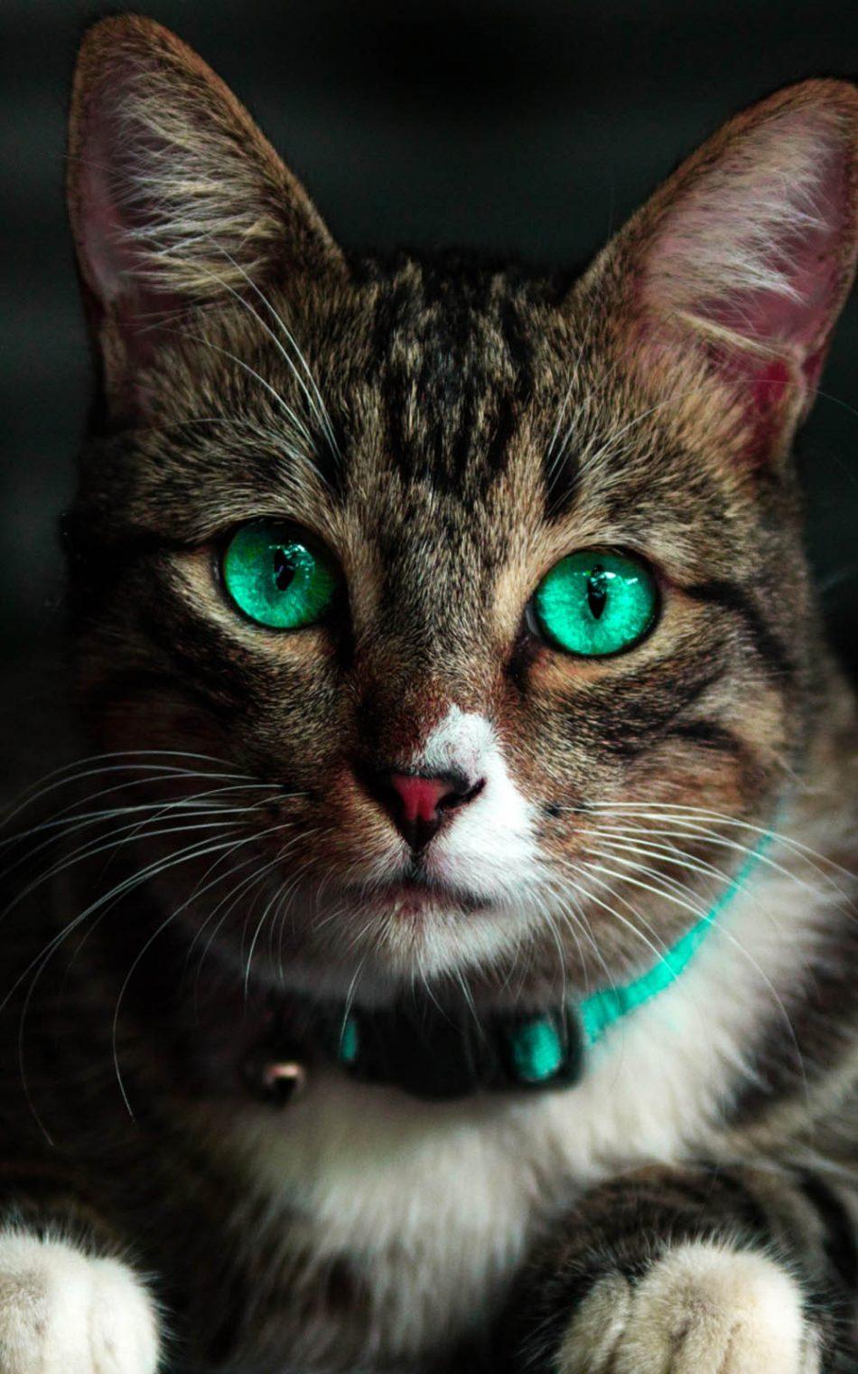 Green Eyed Cat Free 4K Ultra HD Mobile Wallpaper