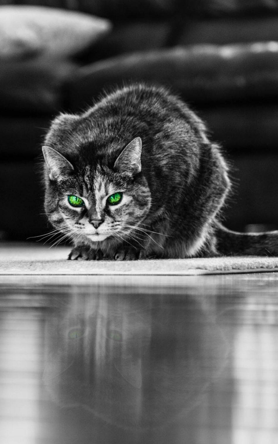 Green Eyed Angry Cat 4K Ultra HD Mobile Wallpaper