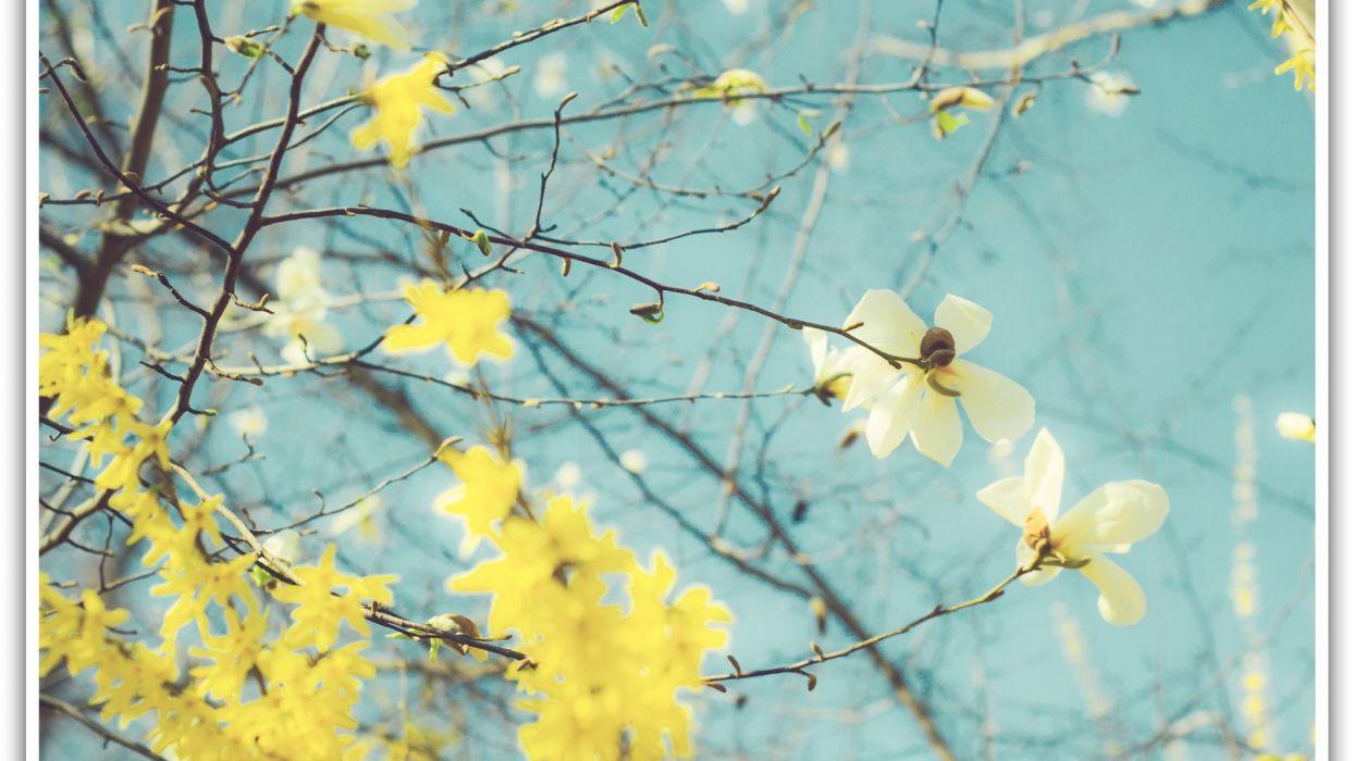 Spring flowers magnolia frame yellow wallpaperx1080