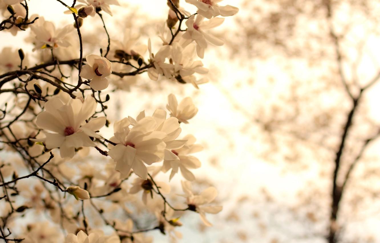 Wallpaper white, flowers, branches, nature, background