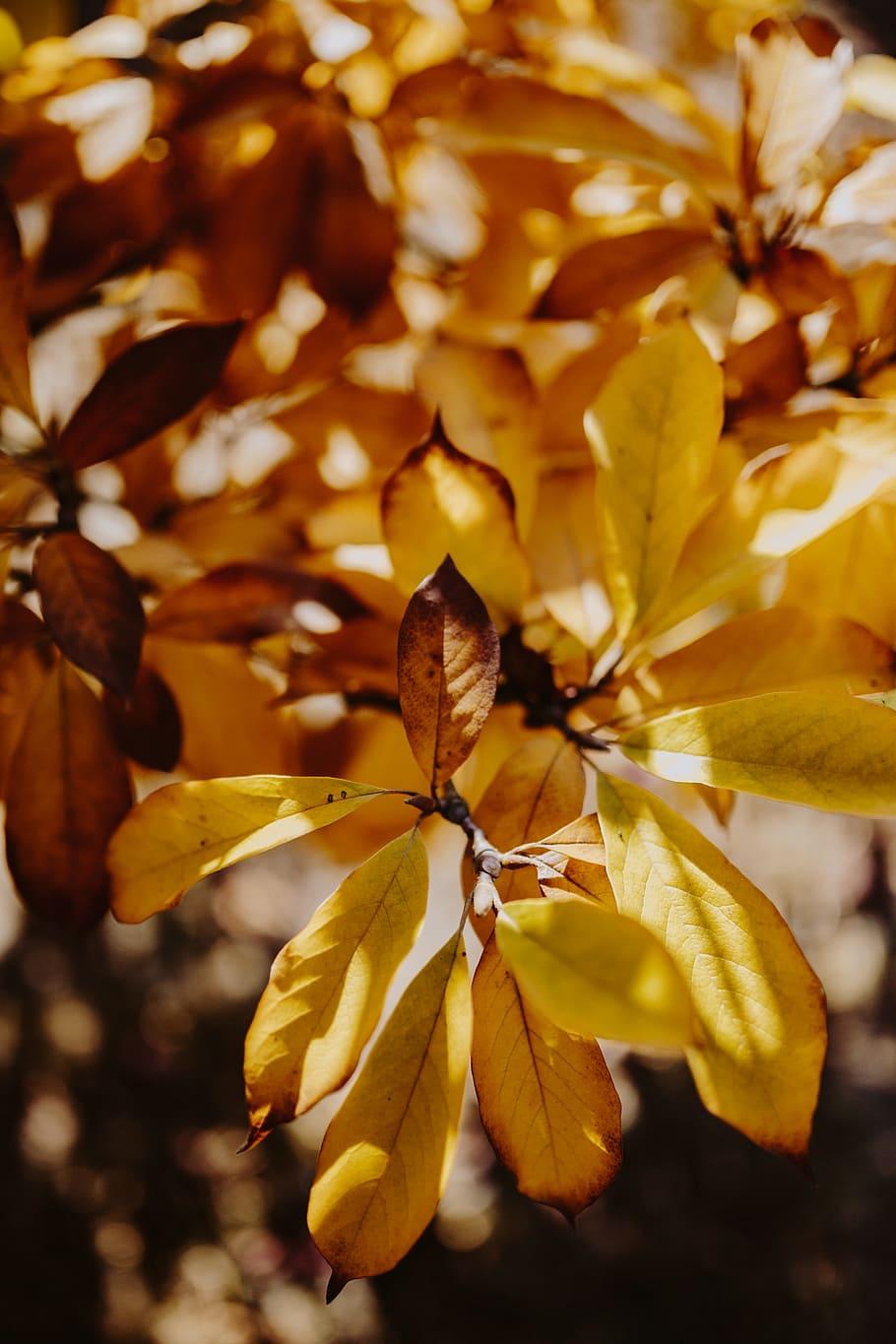 HD wallpaper: Yellow leaves of magnolia in autumn, orange, fall, nature, leaf