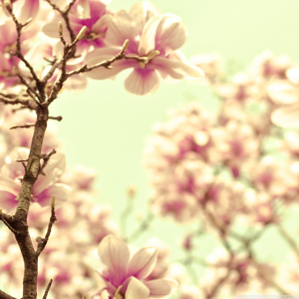 Pink Magnolia Ultra HD Desktop Background Wallpaper for 4K