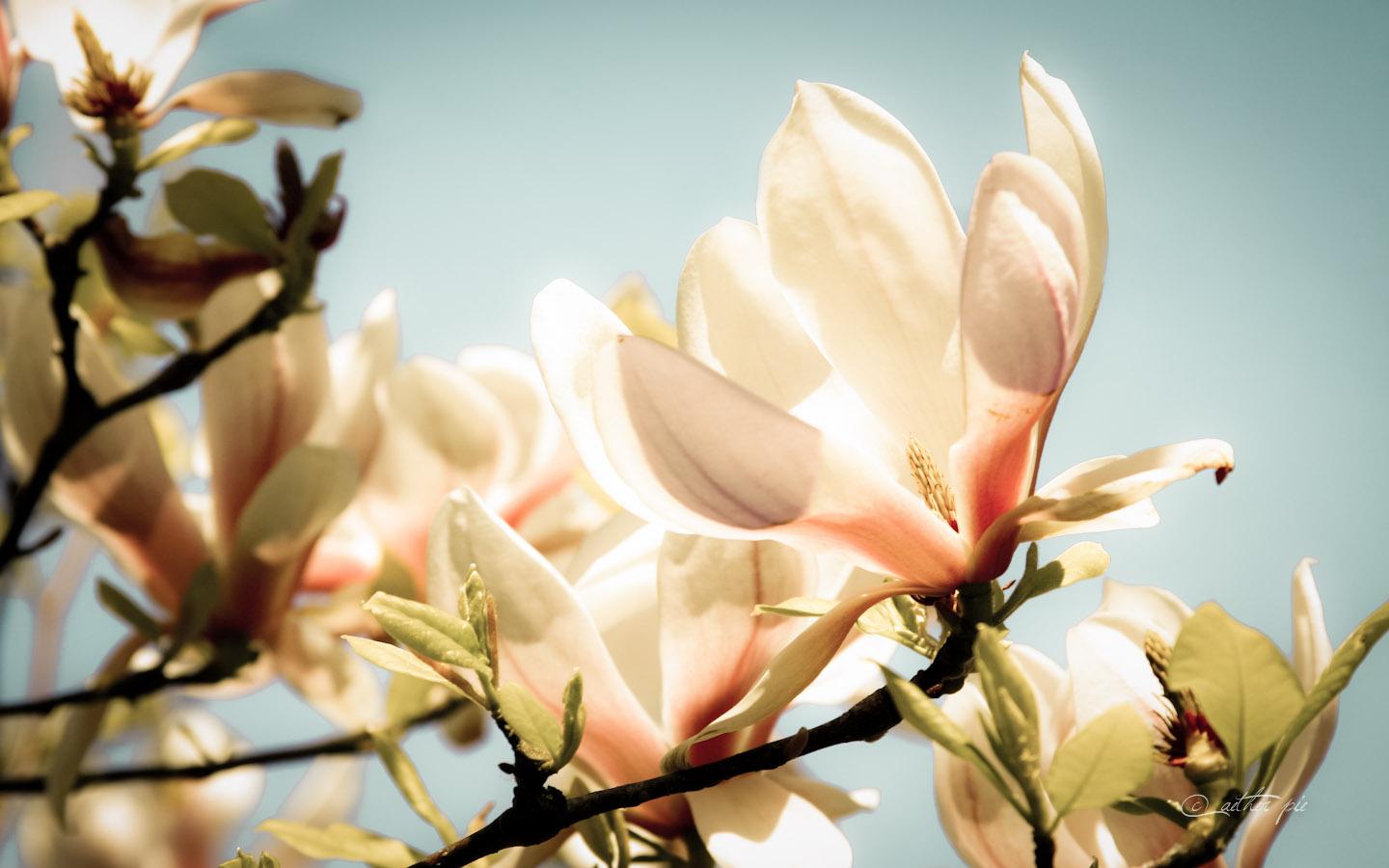 Free download Magnolia Glow wallpaper ther Pie 1440x900