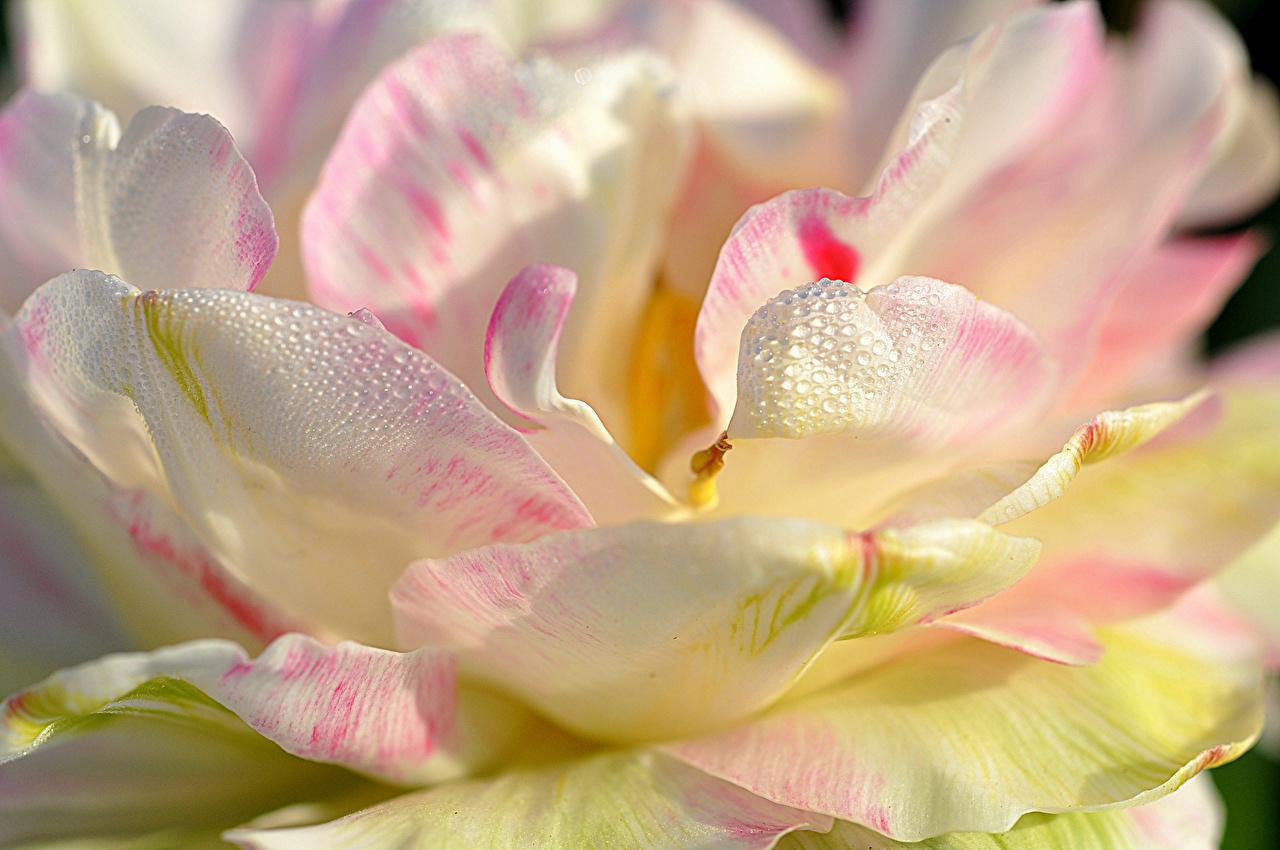 Desktop Wallpaper Petals flower Magnolia Closeup