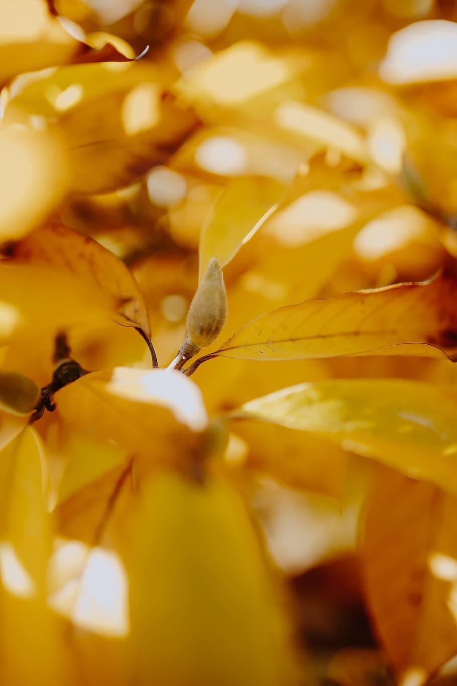HD wallpaper: Yellow leaves of magnolia in autumn, orange