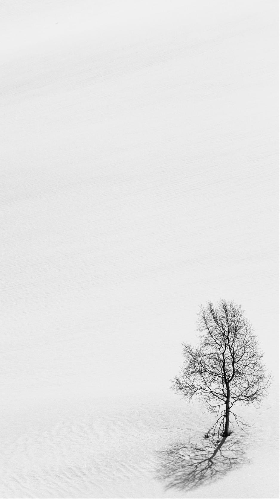 Download wallpaper 938x1668 tree, snow, minimalism, bw
