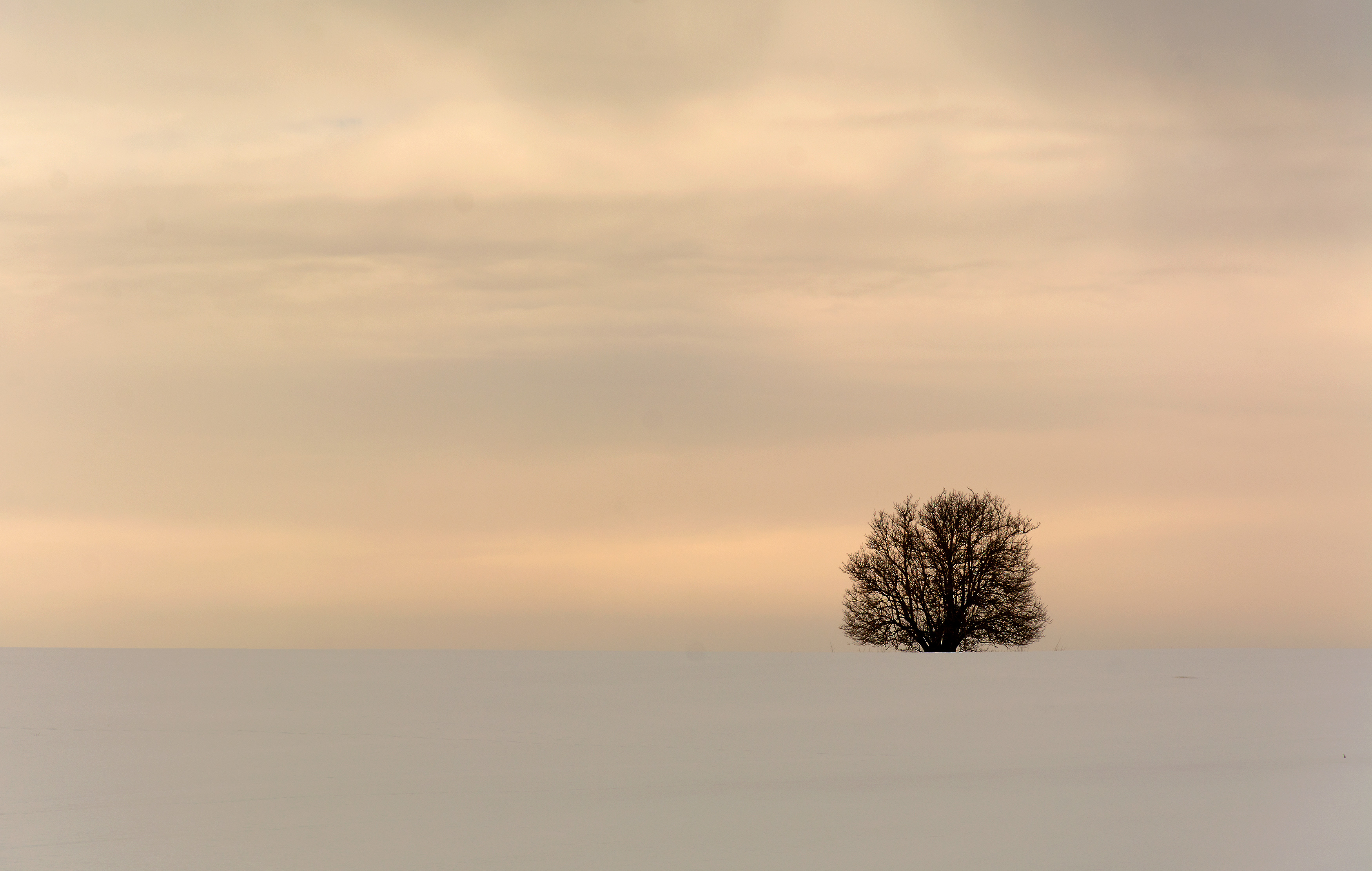 Minimalist Winter Tree. Free