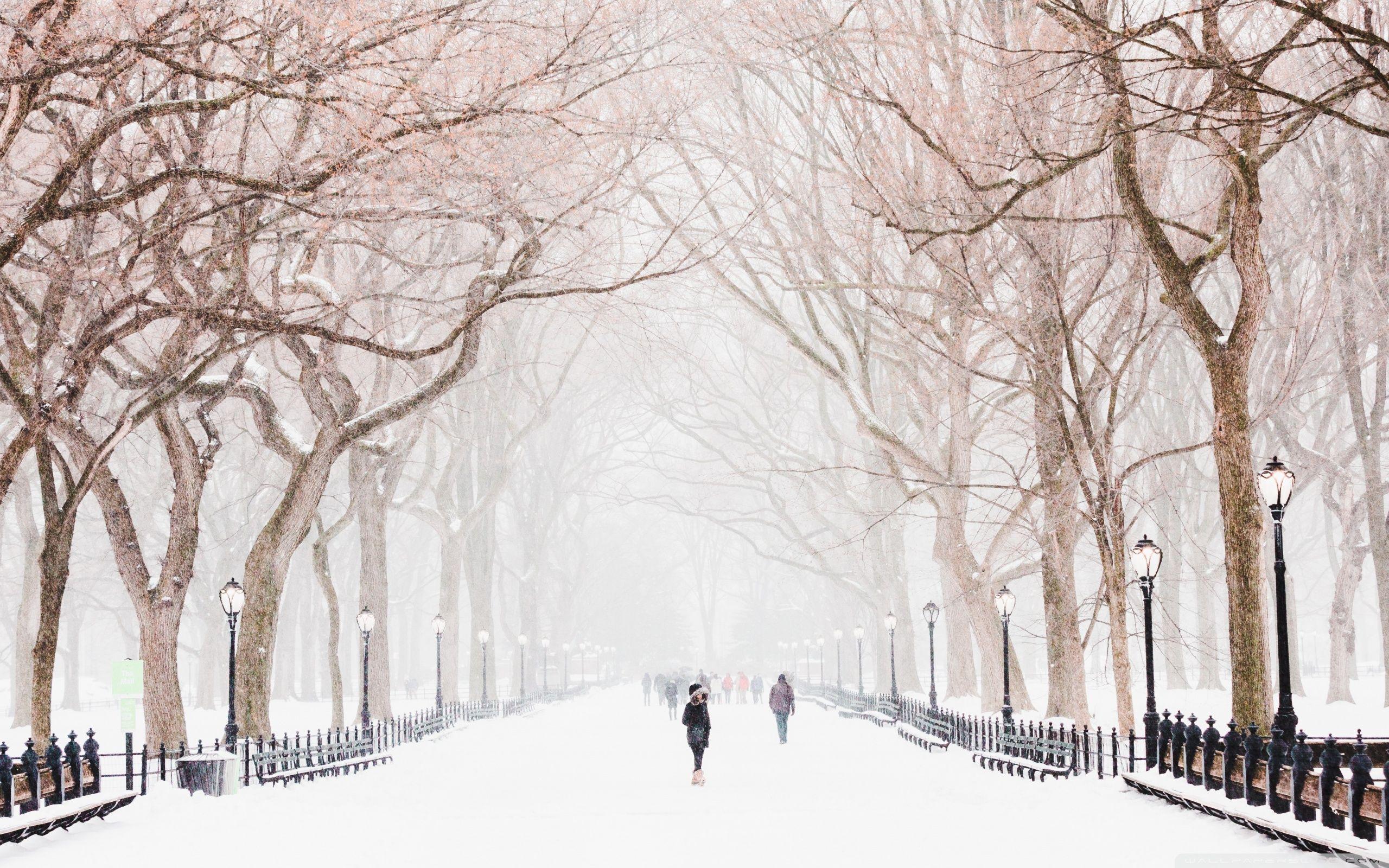 Winter in Central Park New York Wallpaper Free Winter