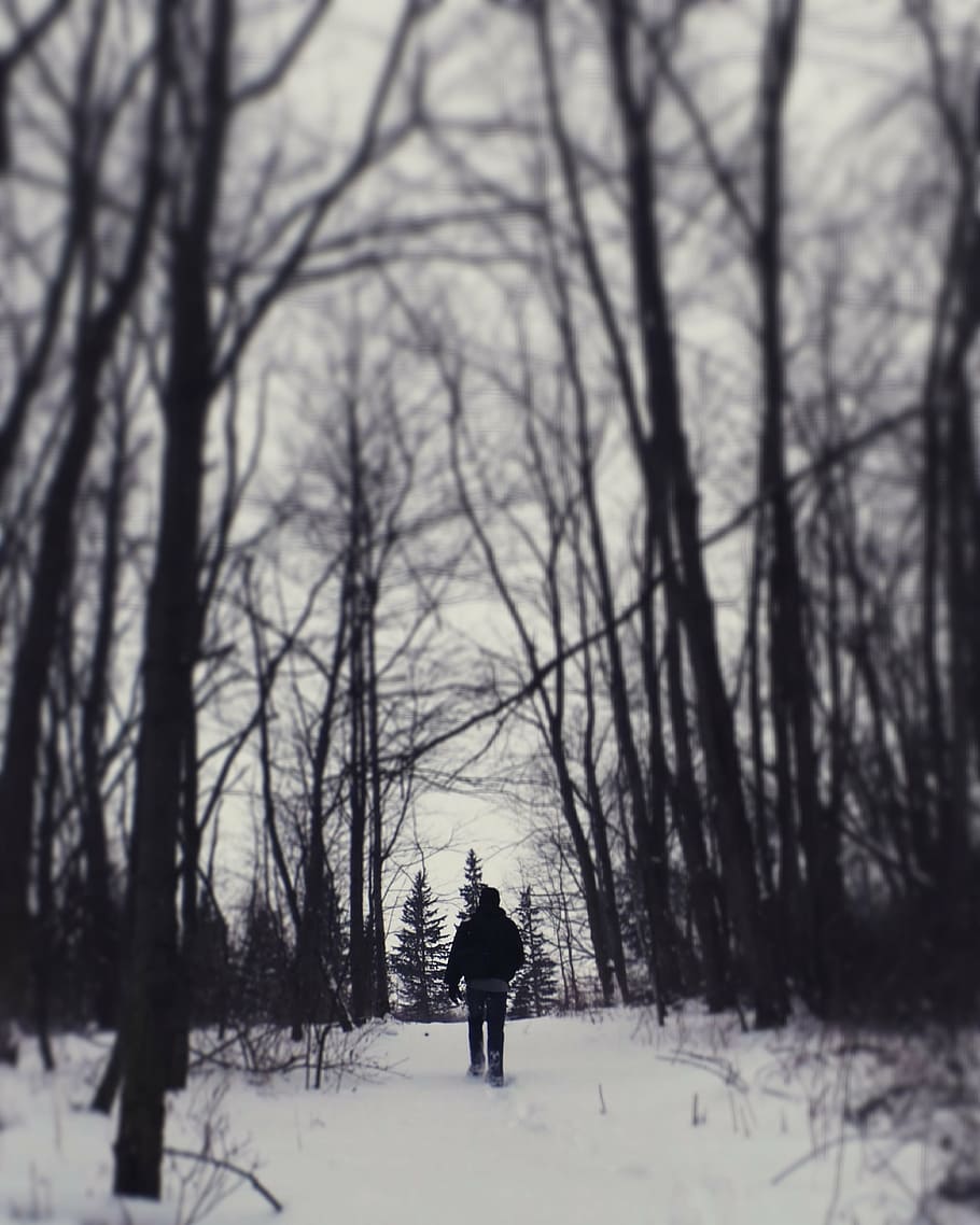 HD wallpaper: man beneath a forest, person, walking, snow, near, trees, winter