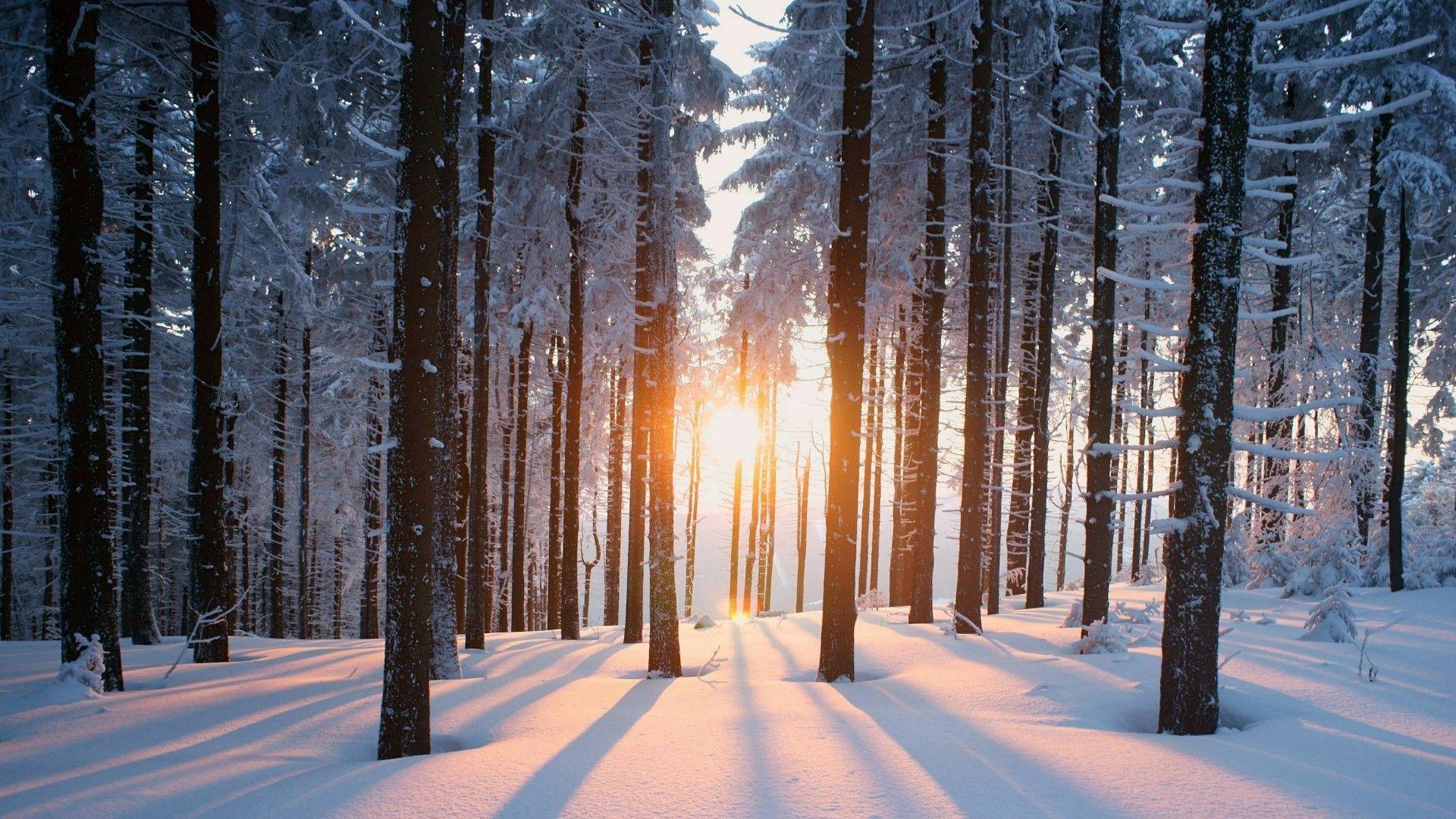 Snowy Forest Wallpaper Free Snowy Forest Background