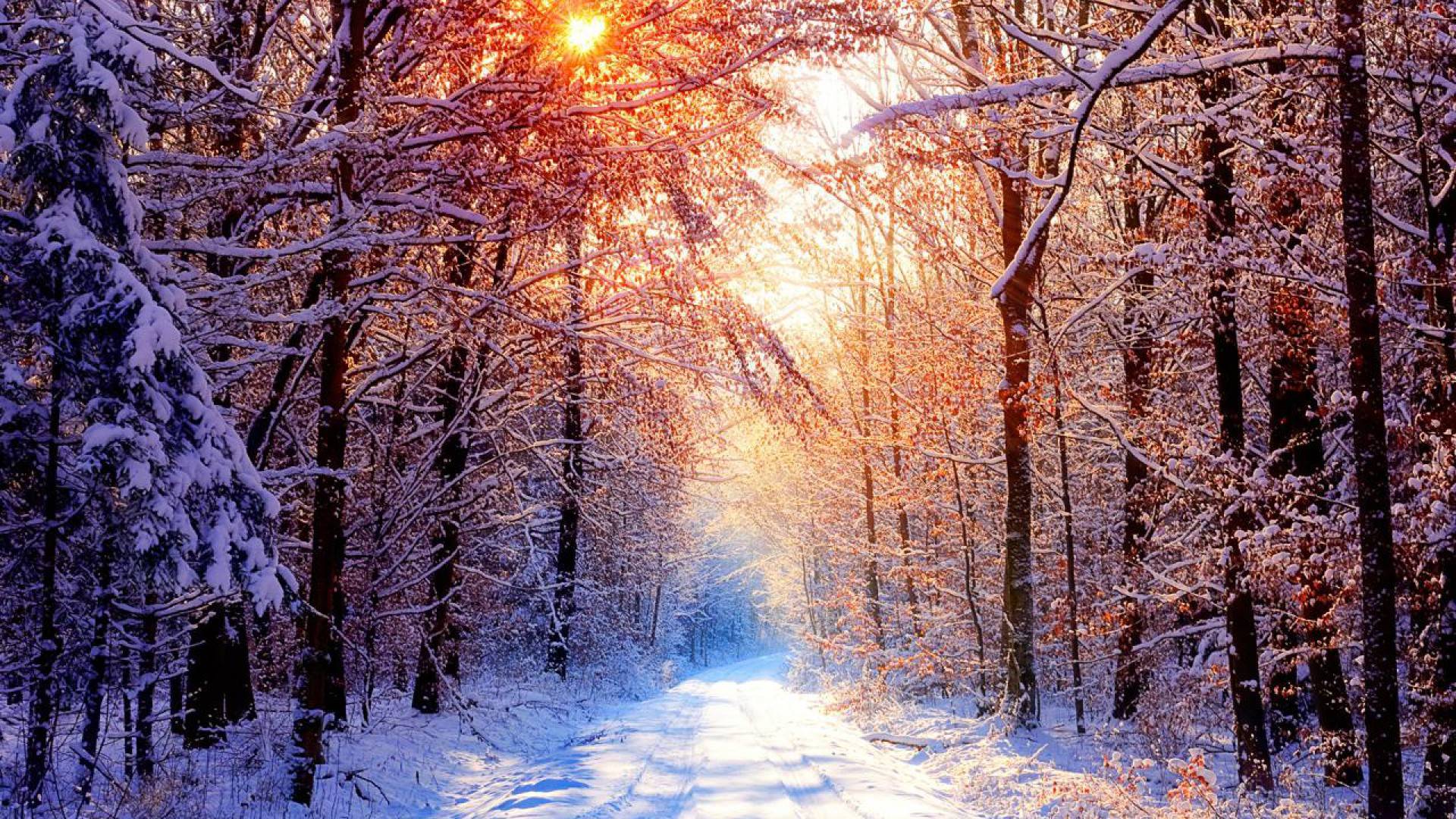 Winter Forest Wallpaper Free Winter Forest