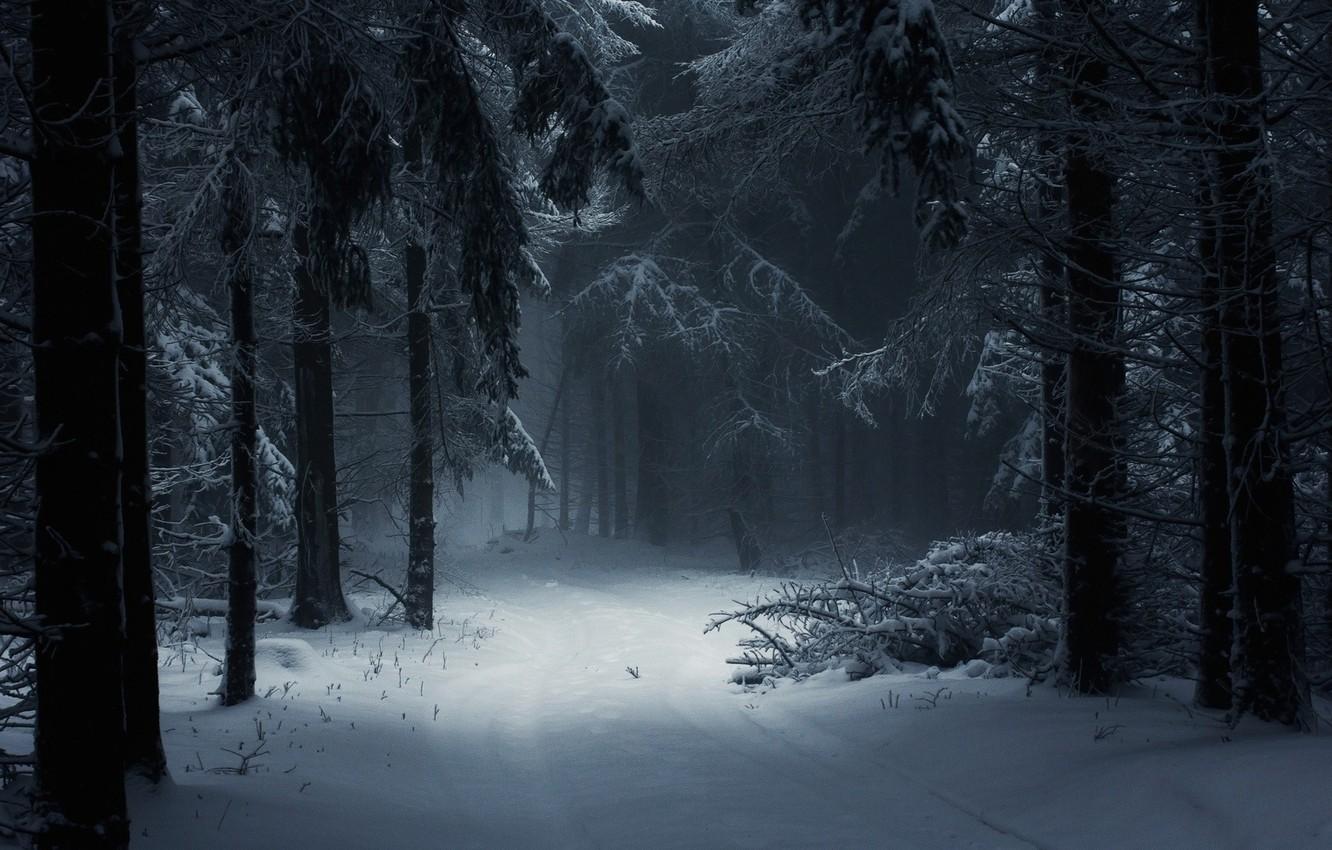 Wallpaper Winter, Snow, Forest image for desktop, section