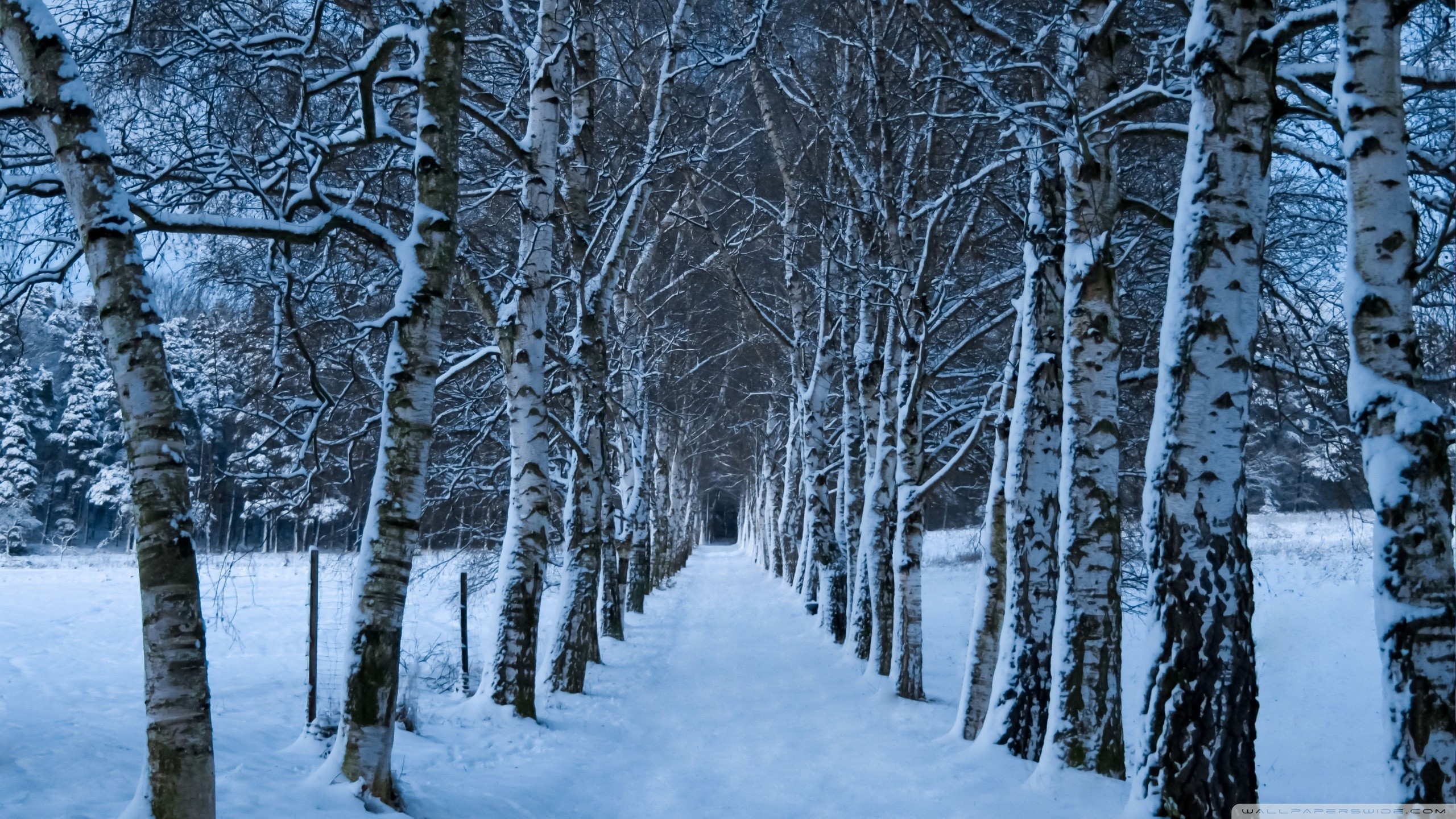 Winter forest Wallpaper 4K Landscape Frost Snow covered 8009