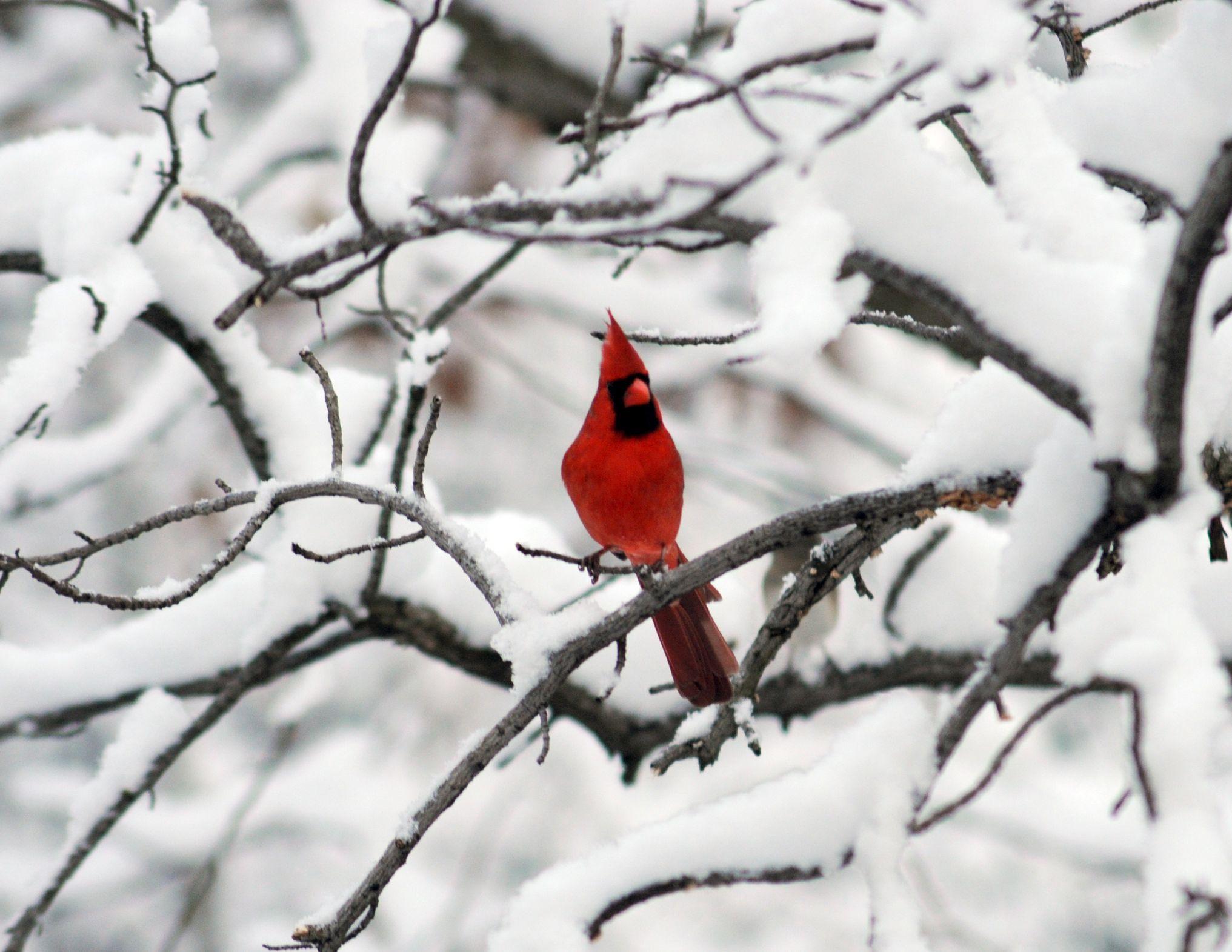 Cardinal. Birds, Winter picture, Cardinal birds