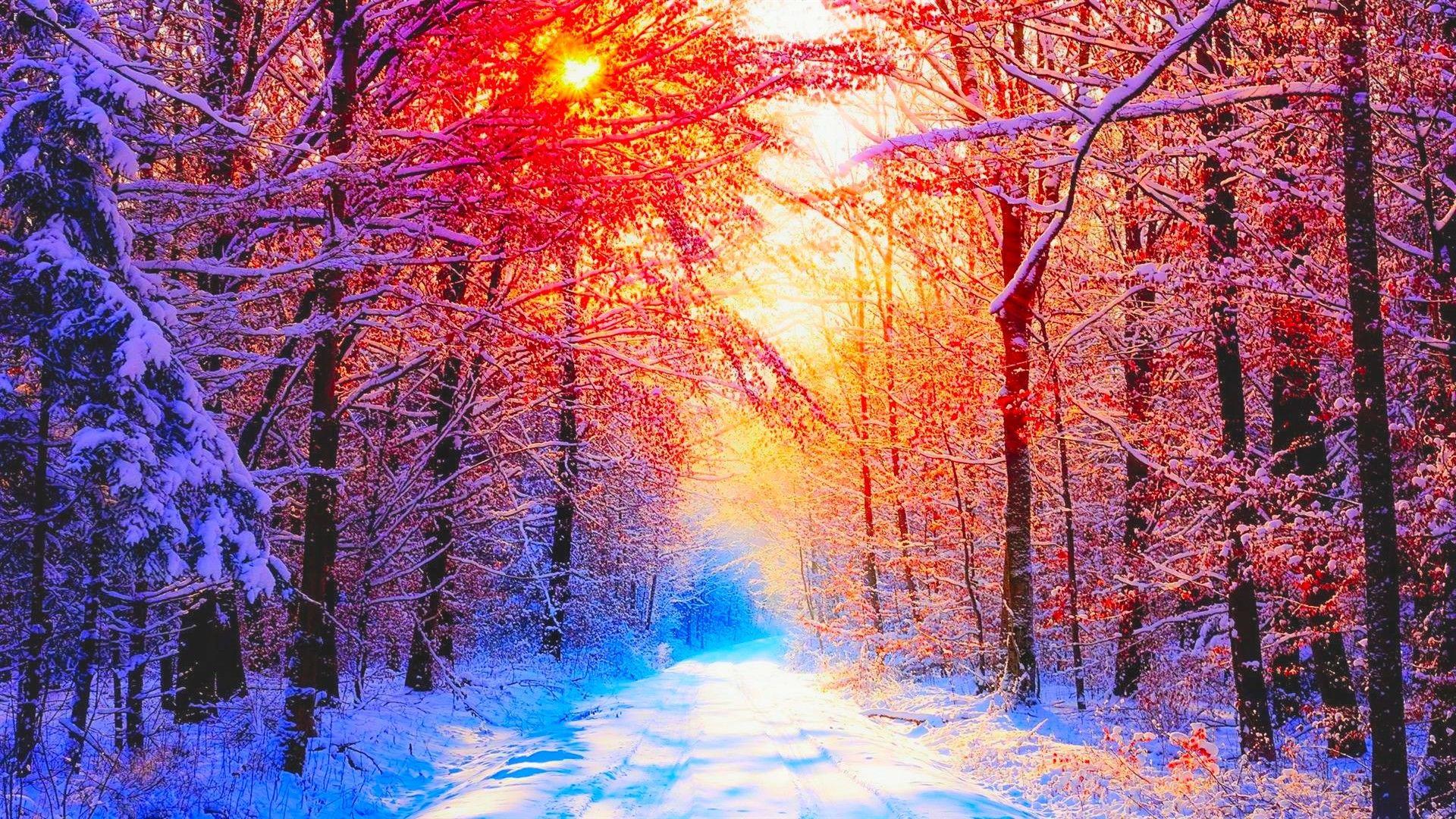 Colorful Winter Trees Wallpapers Wallpaper Cave