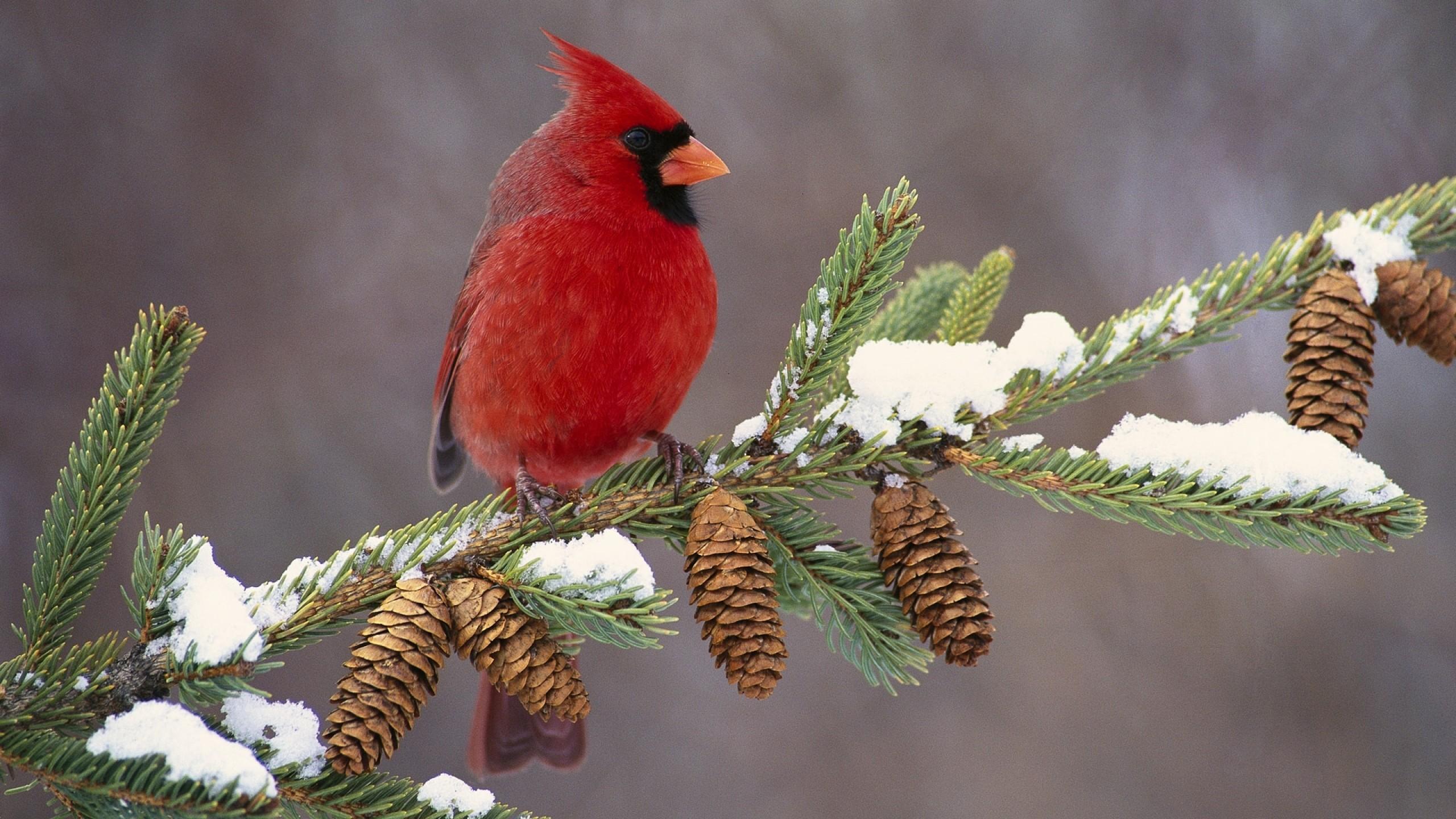 Cardinal Birds in Snow Wallpaper