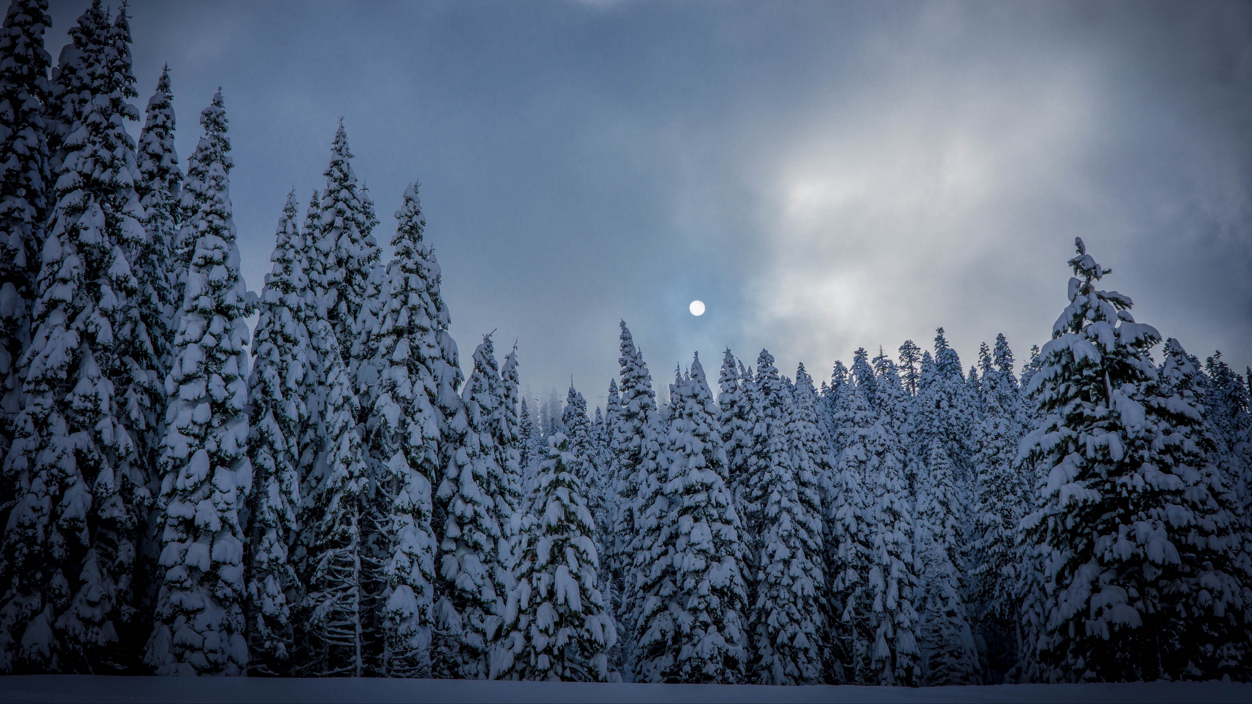 Download wallpaper 2560x1440 winter, fir, snow, forest