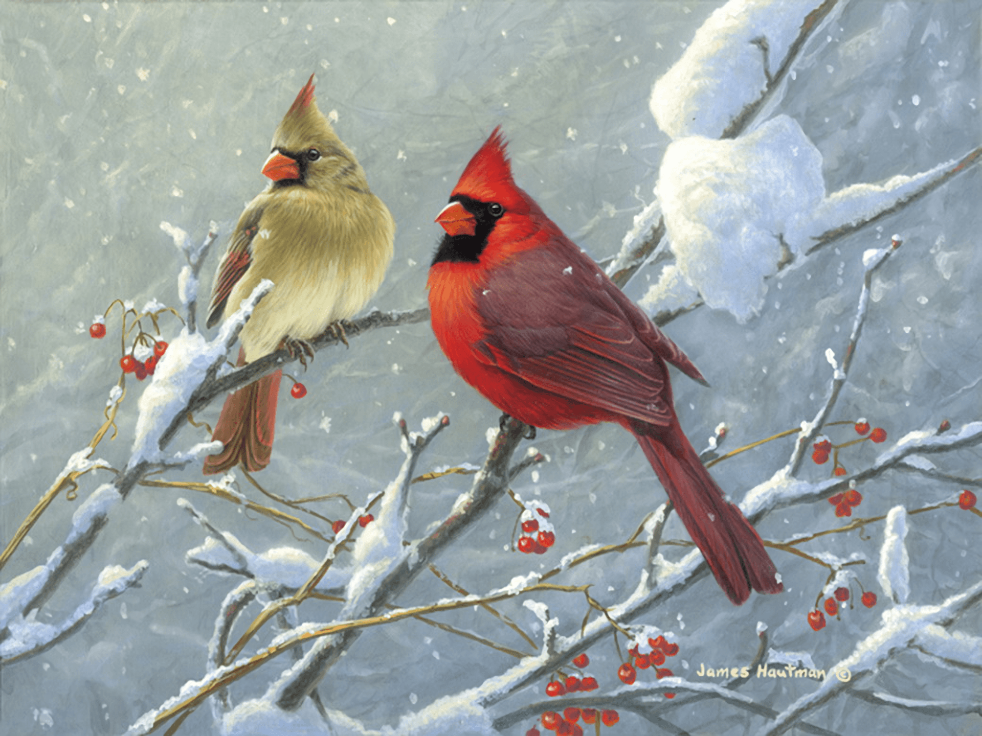 Cardinals on Winter Branch HD Wallpaper. Background Image