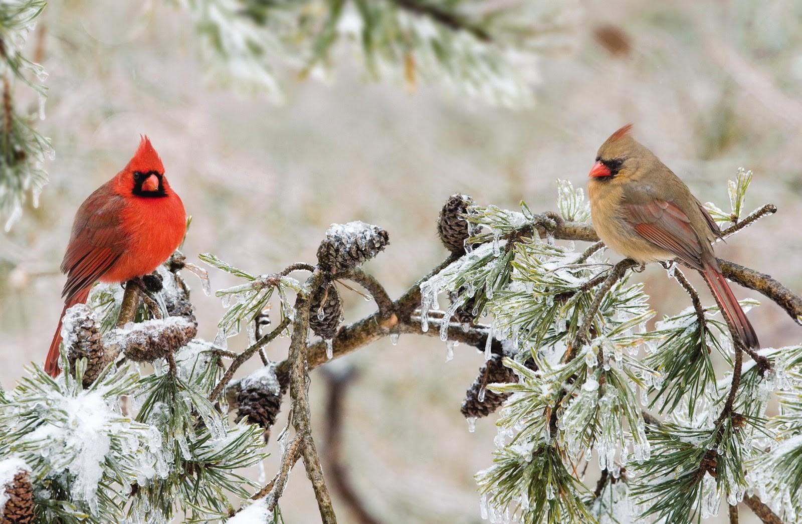Male and Female Northern Cardinals in Winter Tree Wallpaper