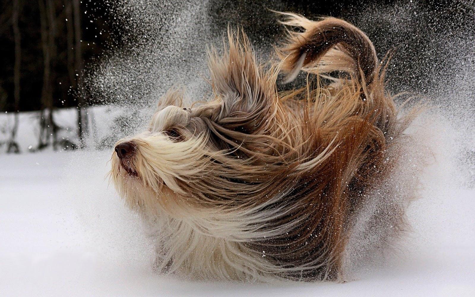 Cute dog playing in the snow. HD Animals Wallpaper