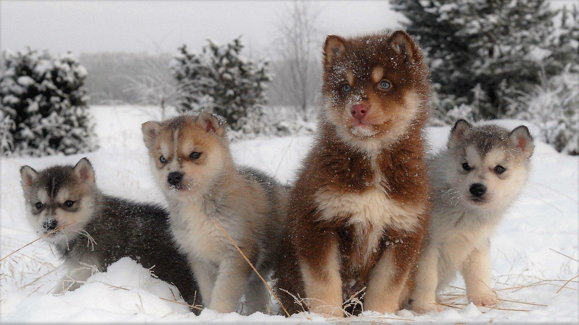 Husky and Her Puppies in Winter HD Wallpaper. Background