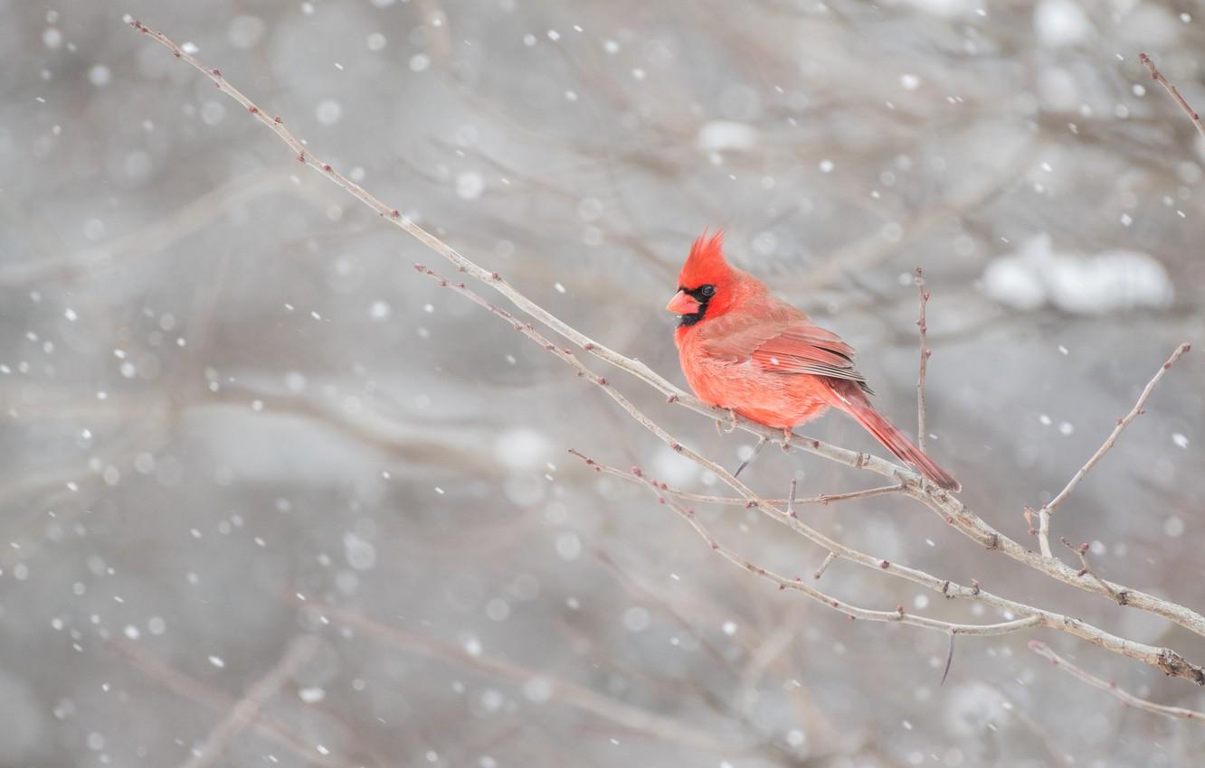 Wallpaper winter, snow, branches, red, bird, cardinal image