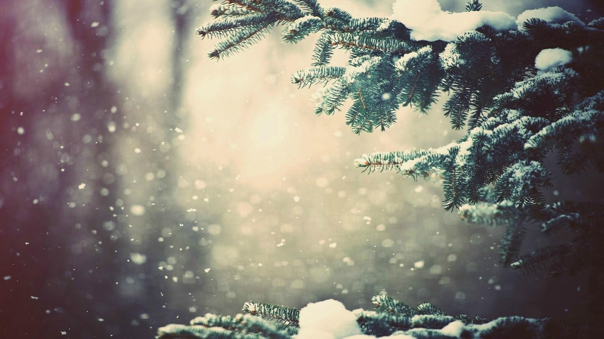 snow winter forest wallpaper and background JPG
