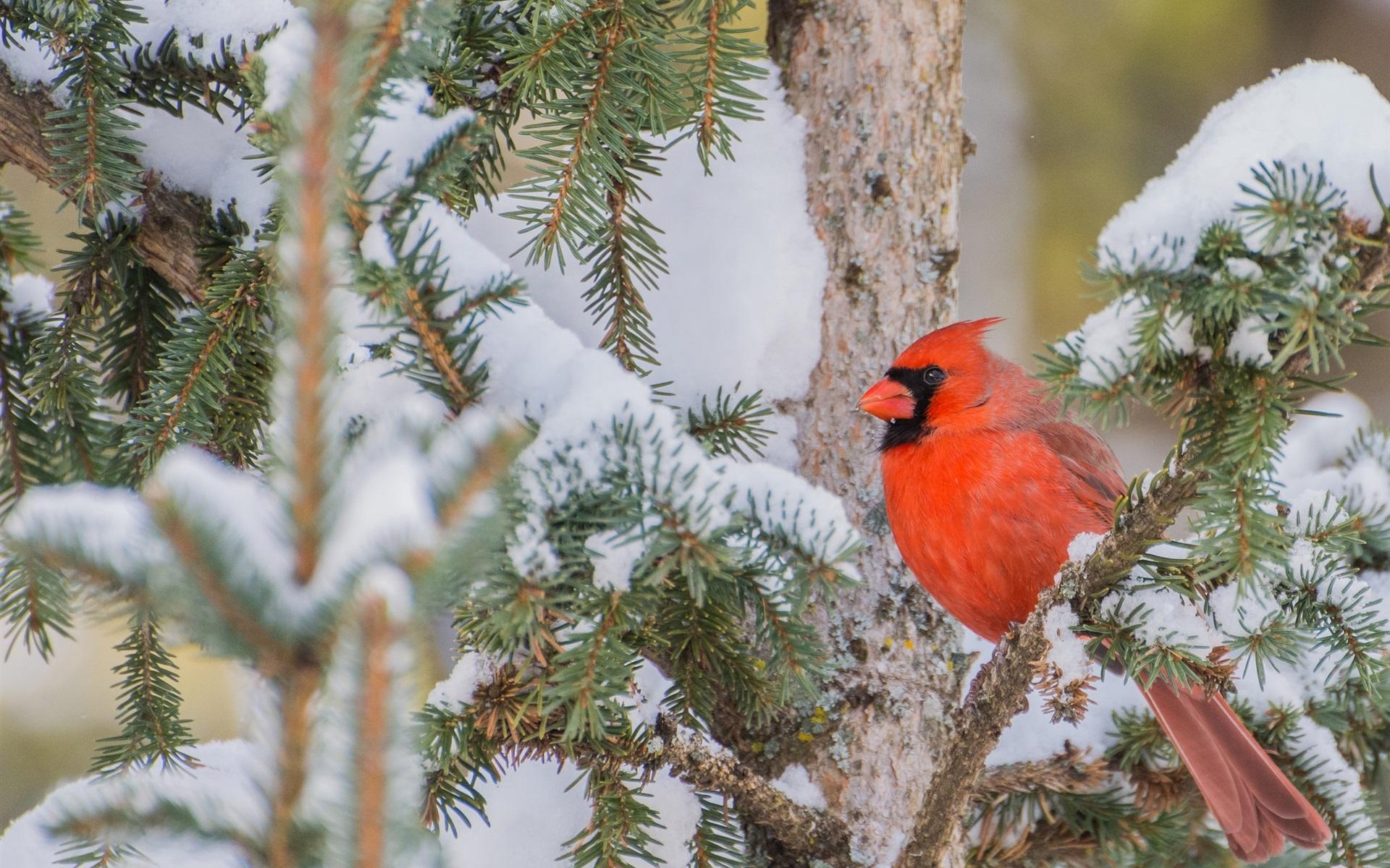 Wallpaper Red cardinal bird, branches, tree, snow, winter