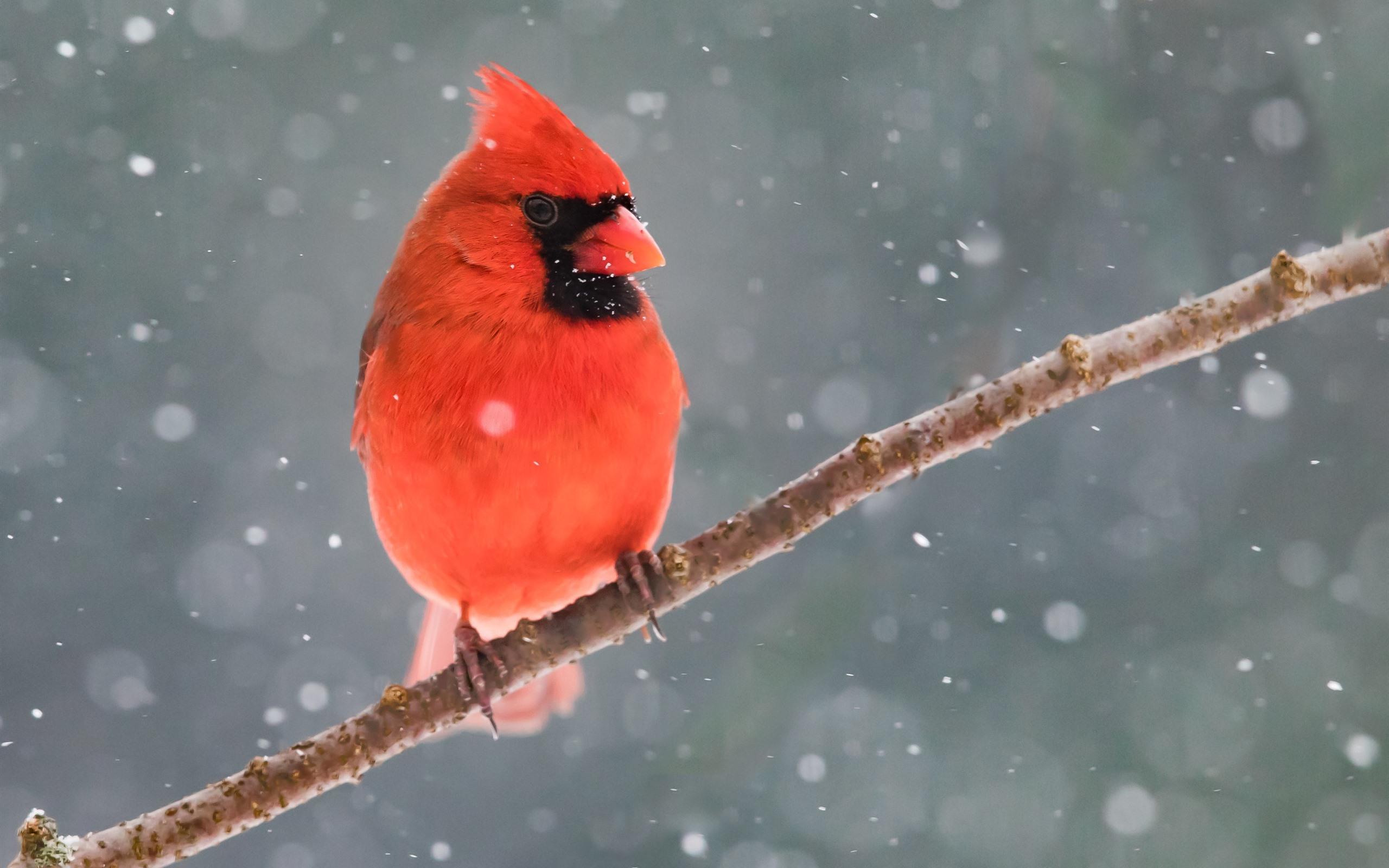 Red cardinal bird, tree branch, snow, winter 750x1334 iPhone