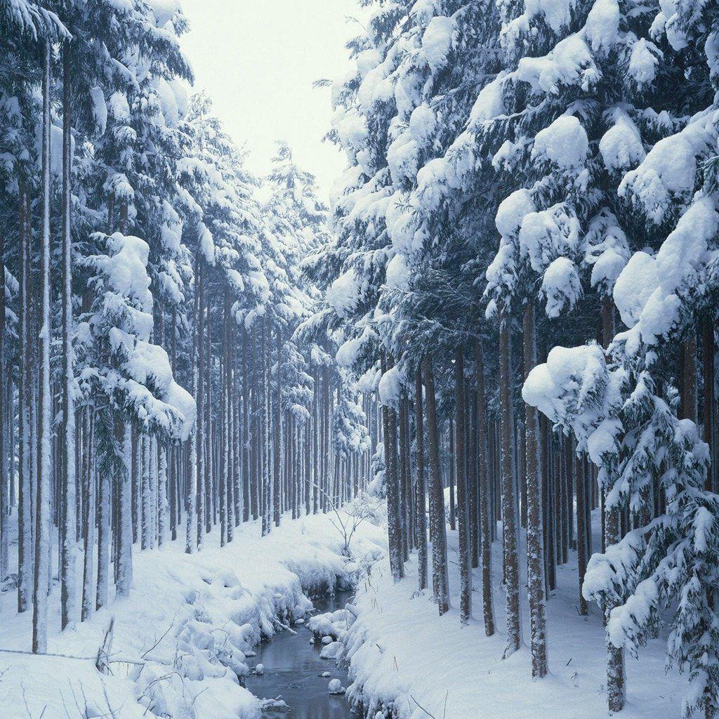 Free download FREE Wallpaper for iPad Winter Snow Forest